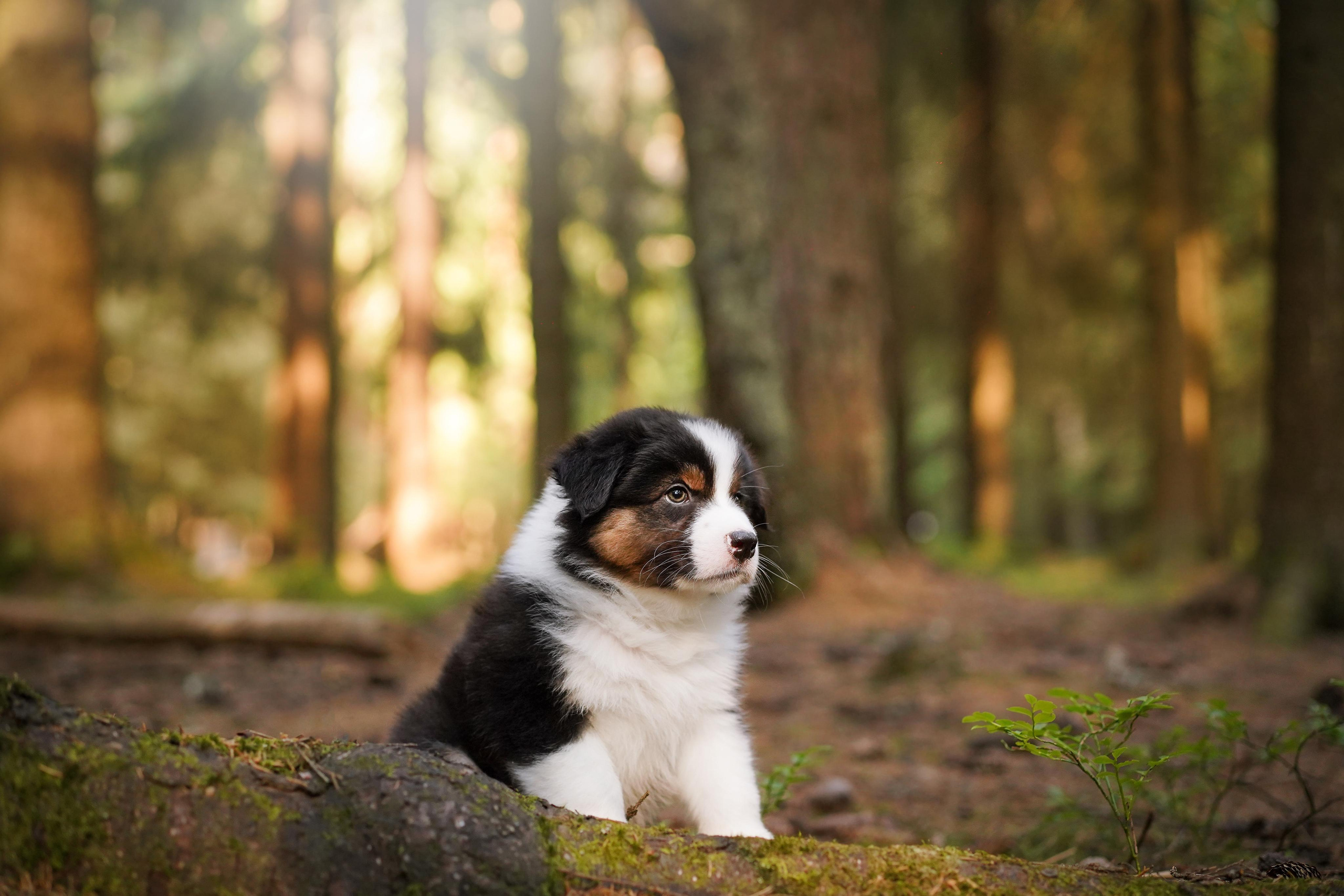 Щенки австралийской овчарки. Фотограф-анималист в Санкт-Петербурге Яна Мартынова