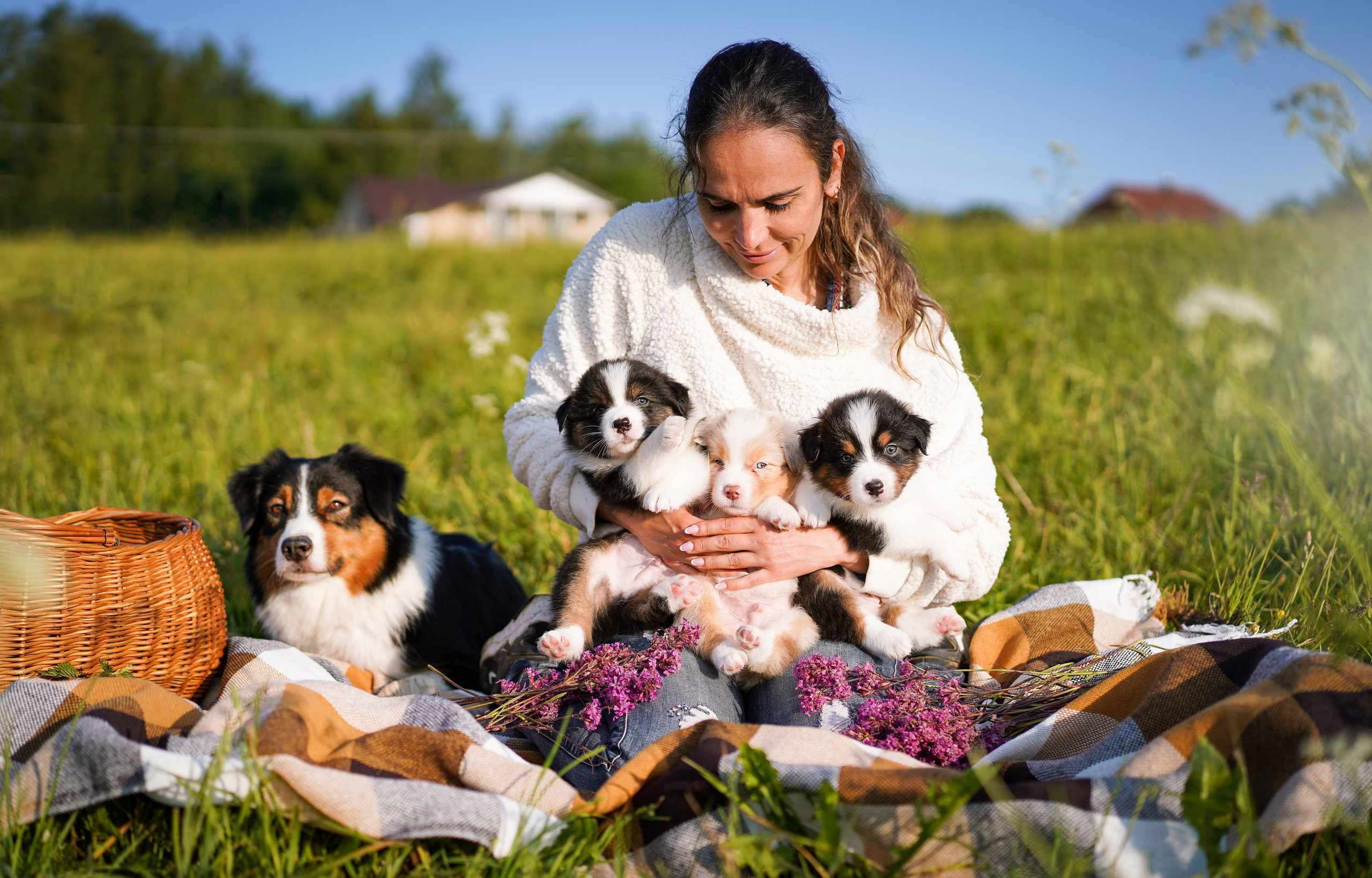 Щенки аусси. Фотограф-анималист в Санкт-Петербурге Яна Мартынова