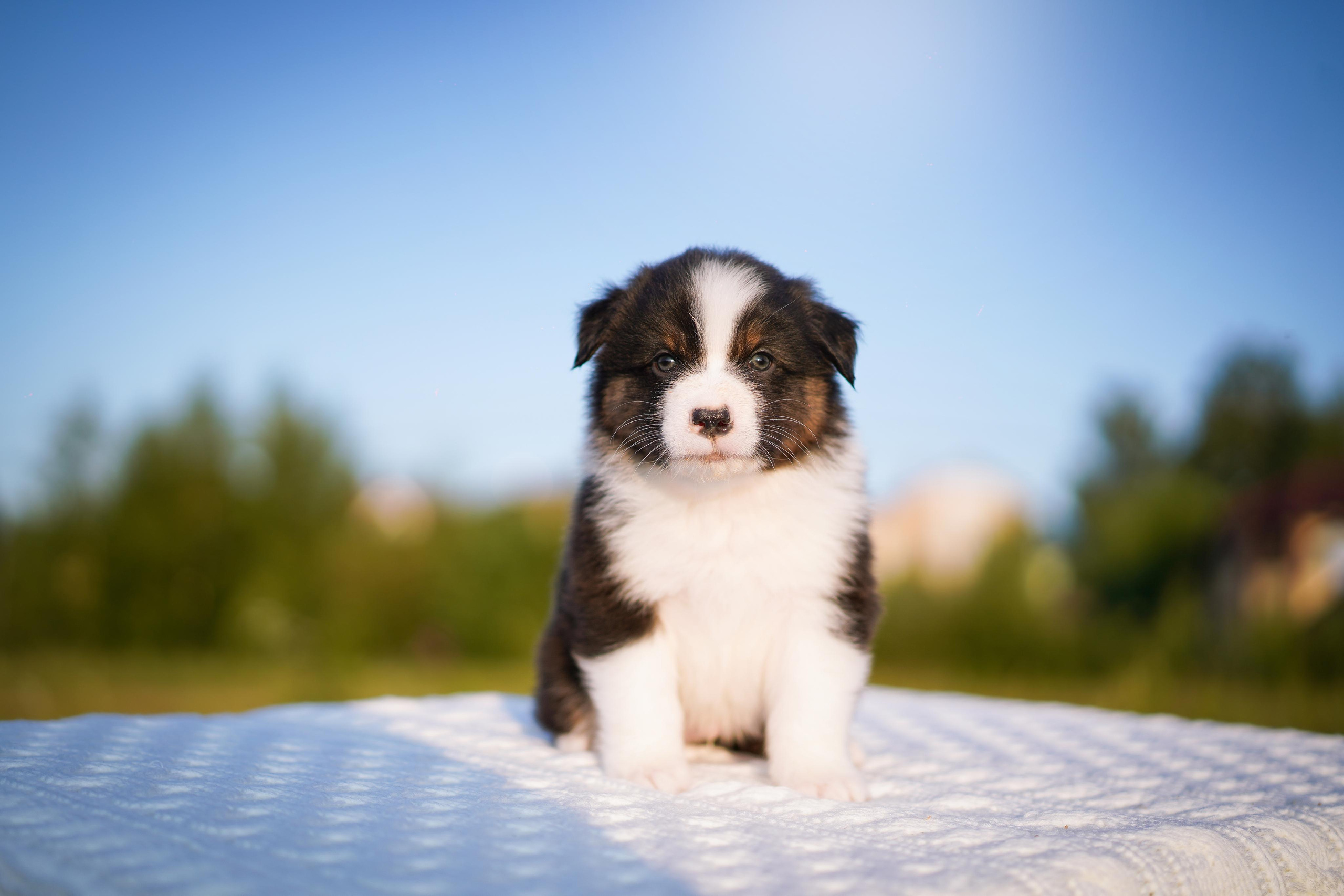 Щенки аусси. Фотограф-анималист в Санкт-Петербурге Яна Мартынова
