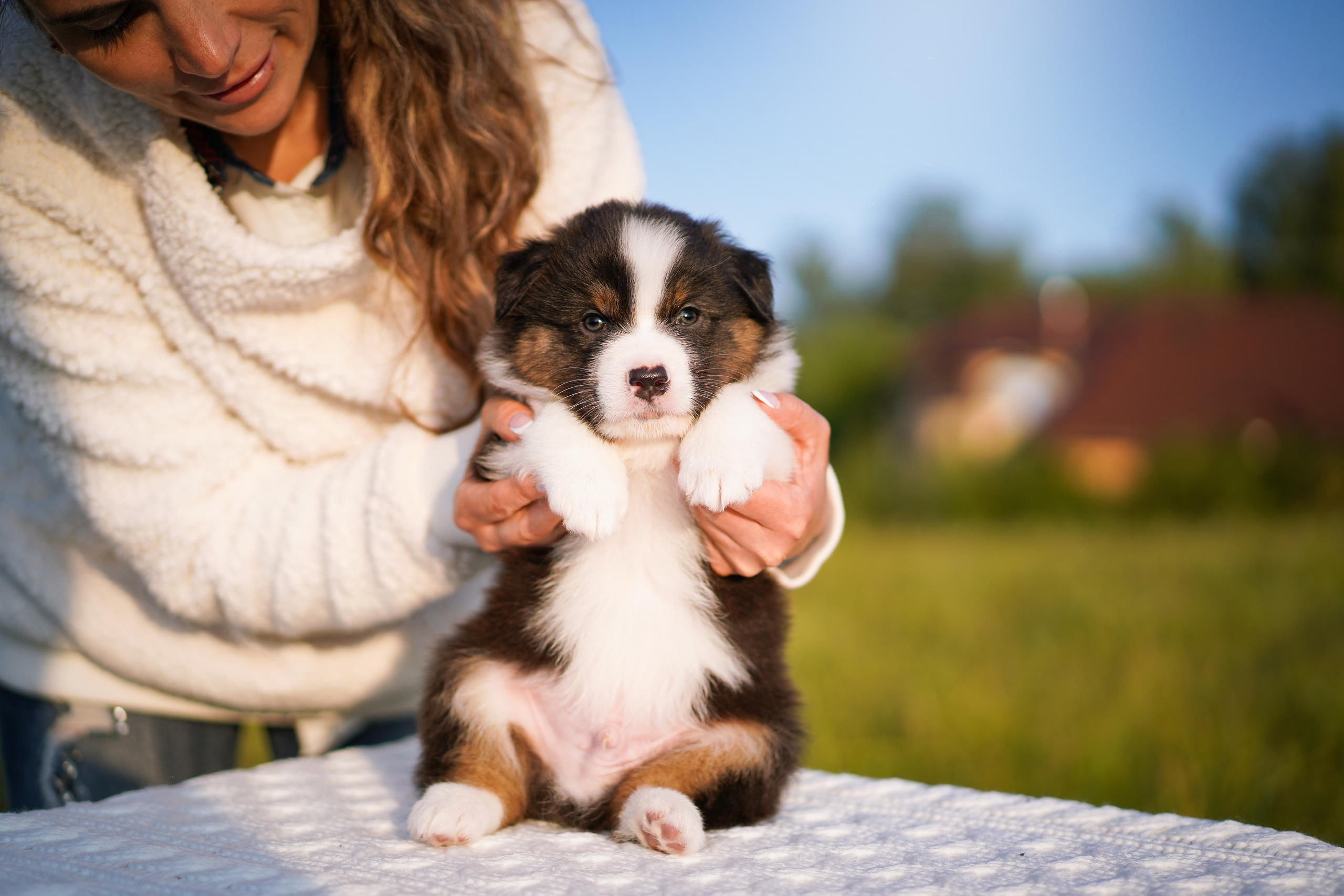 Щенки аусси. Фотограф-анималист в Санкт-Петербурге Яна Мартынова