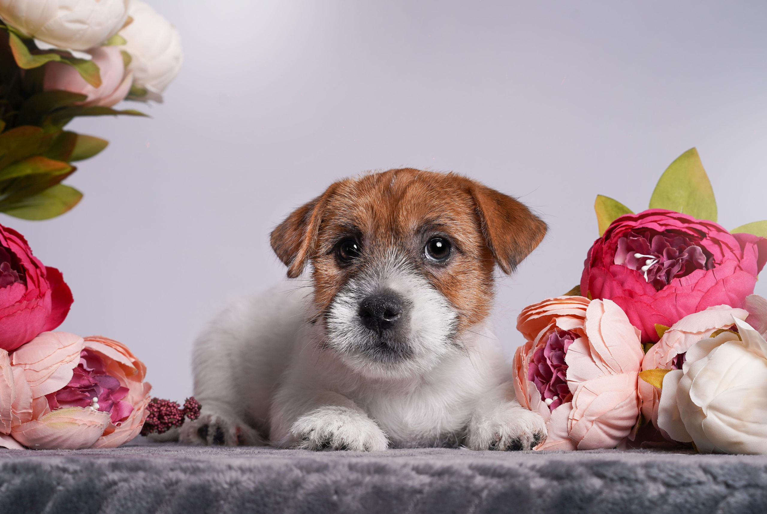 Щенки джек рассел терьера. Фотограф-анималист в Санкт-Петербурге Яна Мартынова