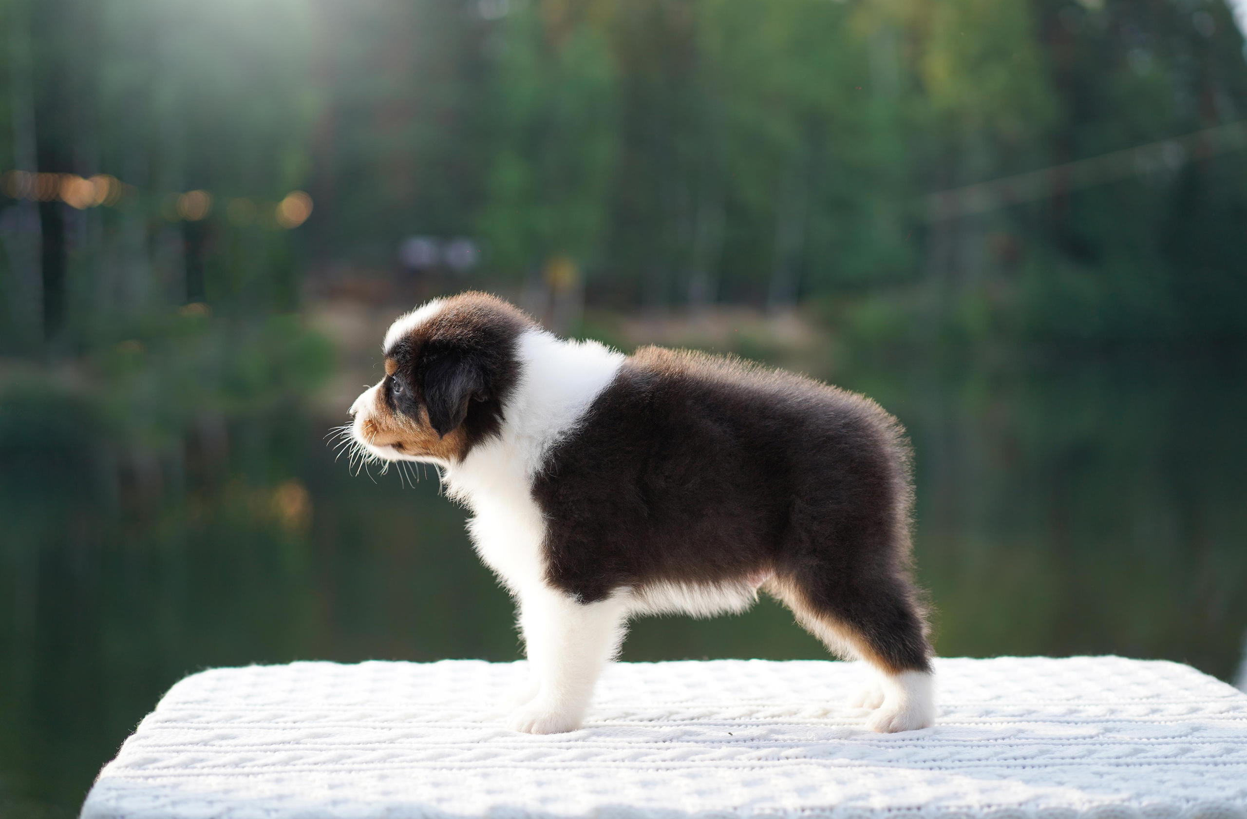 Щенки австралийской овчарки. Фотограф-анималист в Санкт-Петербурге Яна Мартынова