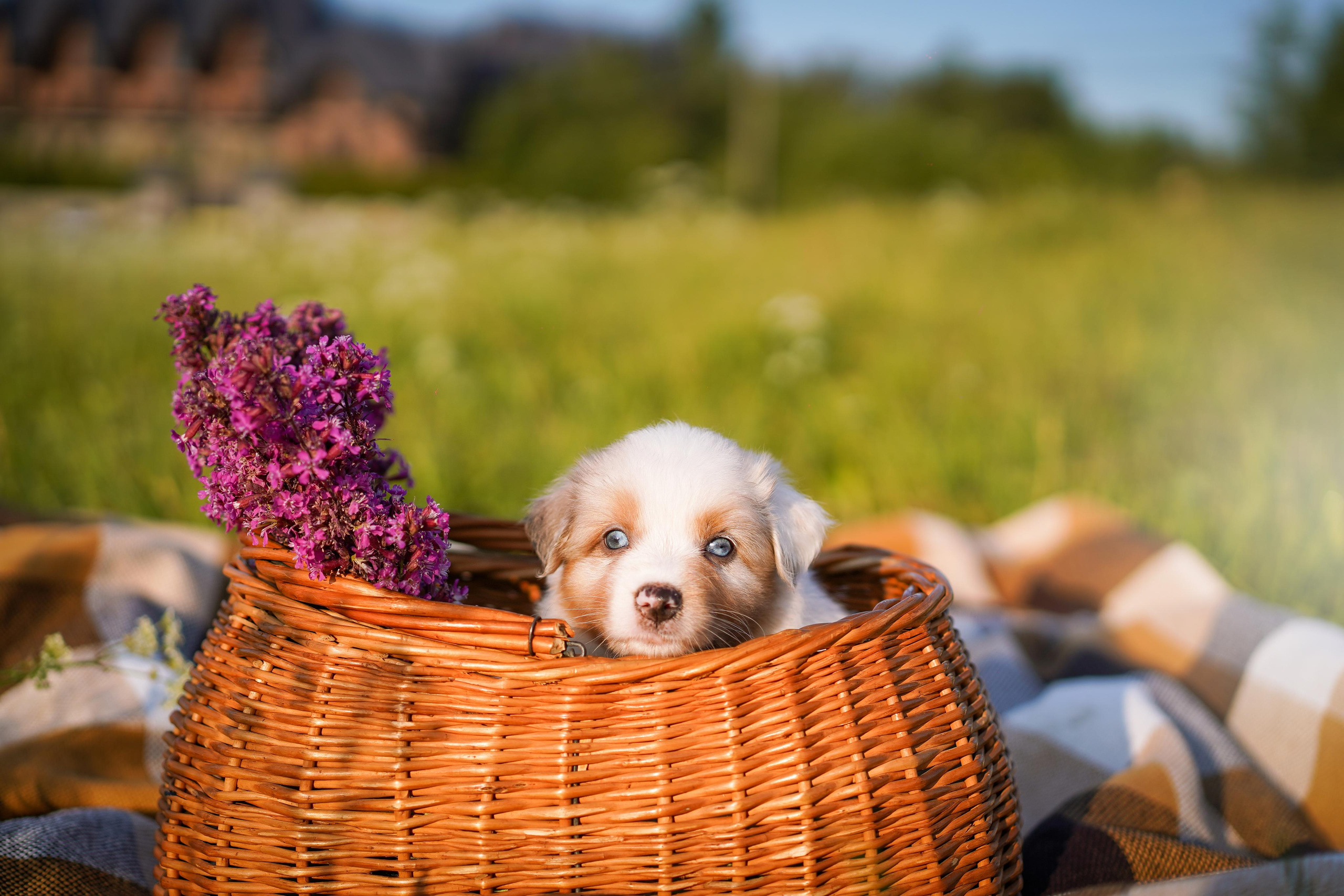 Щенки аусси. Фотограф-анималист в Санкт-Петербурге Яна Мартынова
