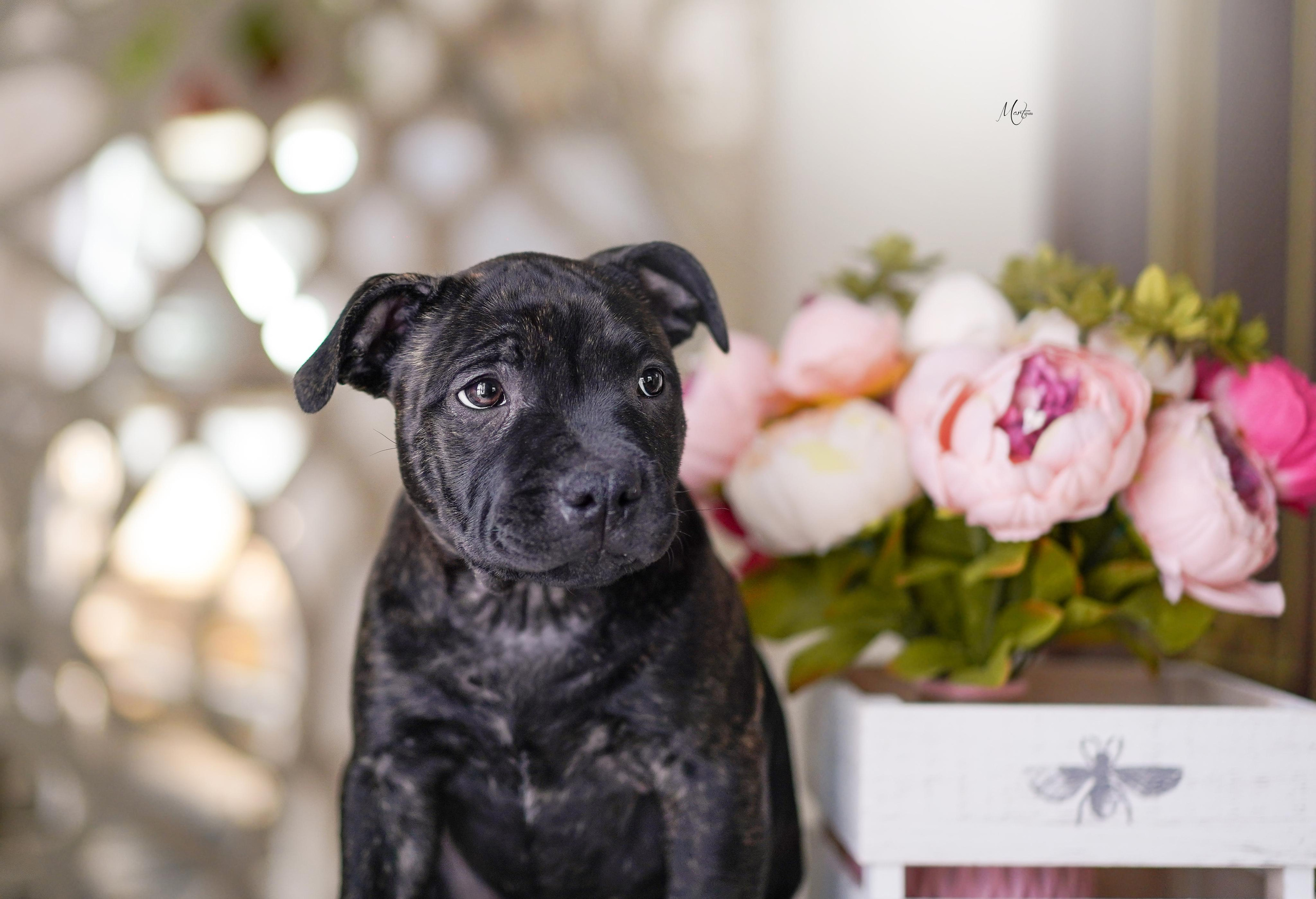 Щенки стаффбуля. Фотограф-анималист в Санкт-Петербурге Яна Мартынова