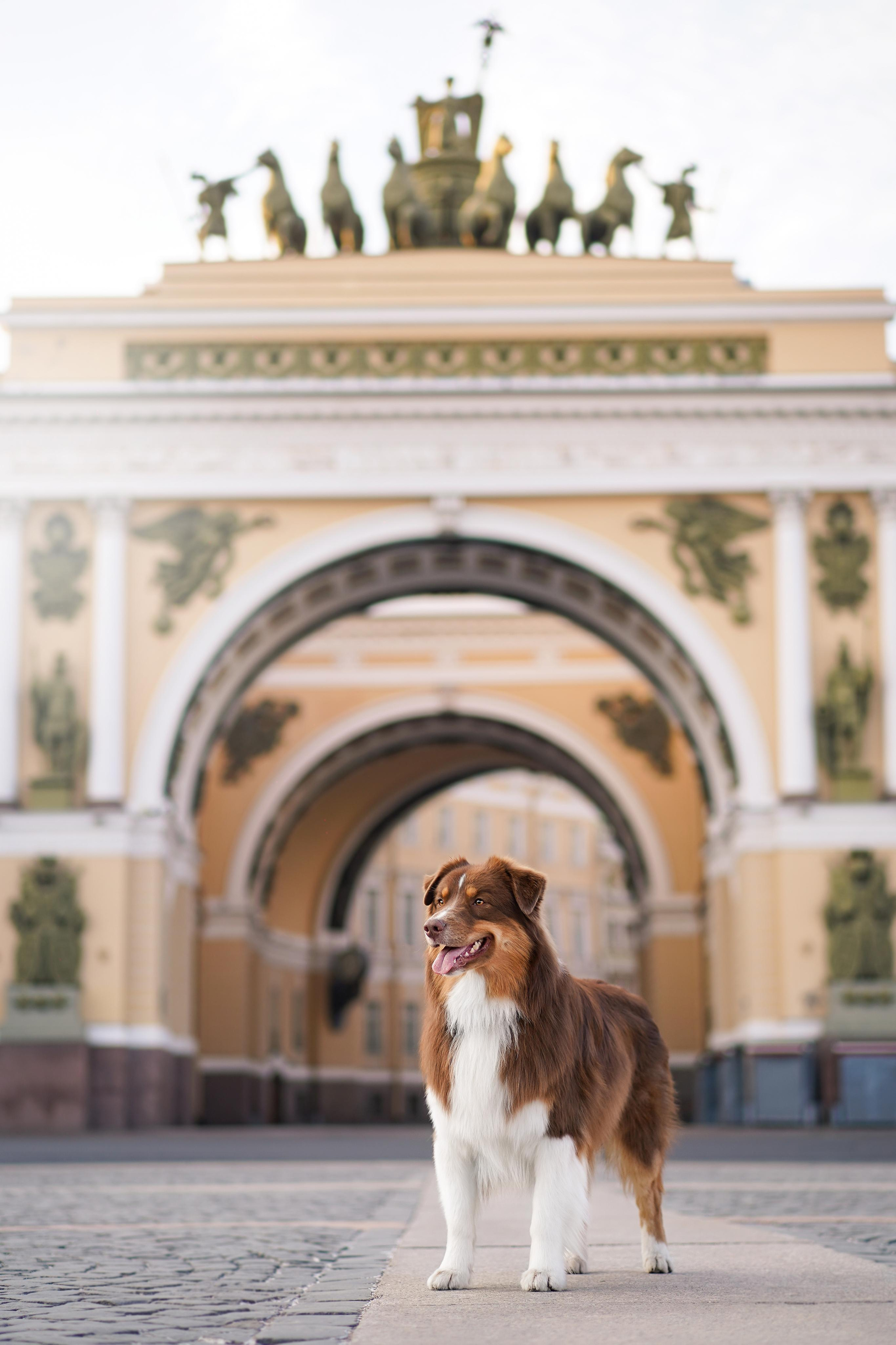 Кристина, Катя и аусси. Фотограф-анималист в Санкт-Петербурге Яна Мартынова