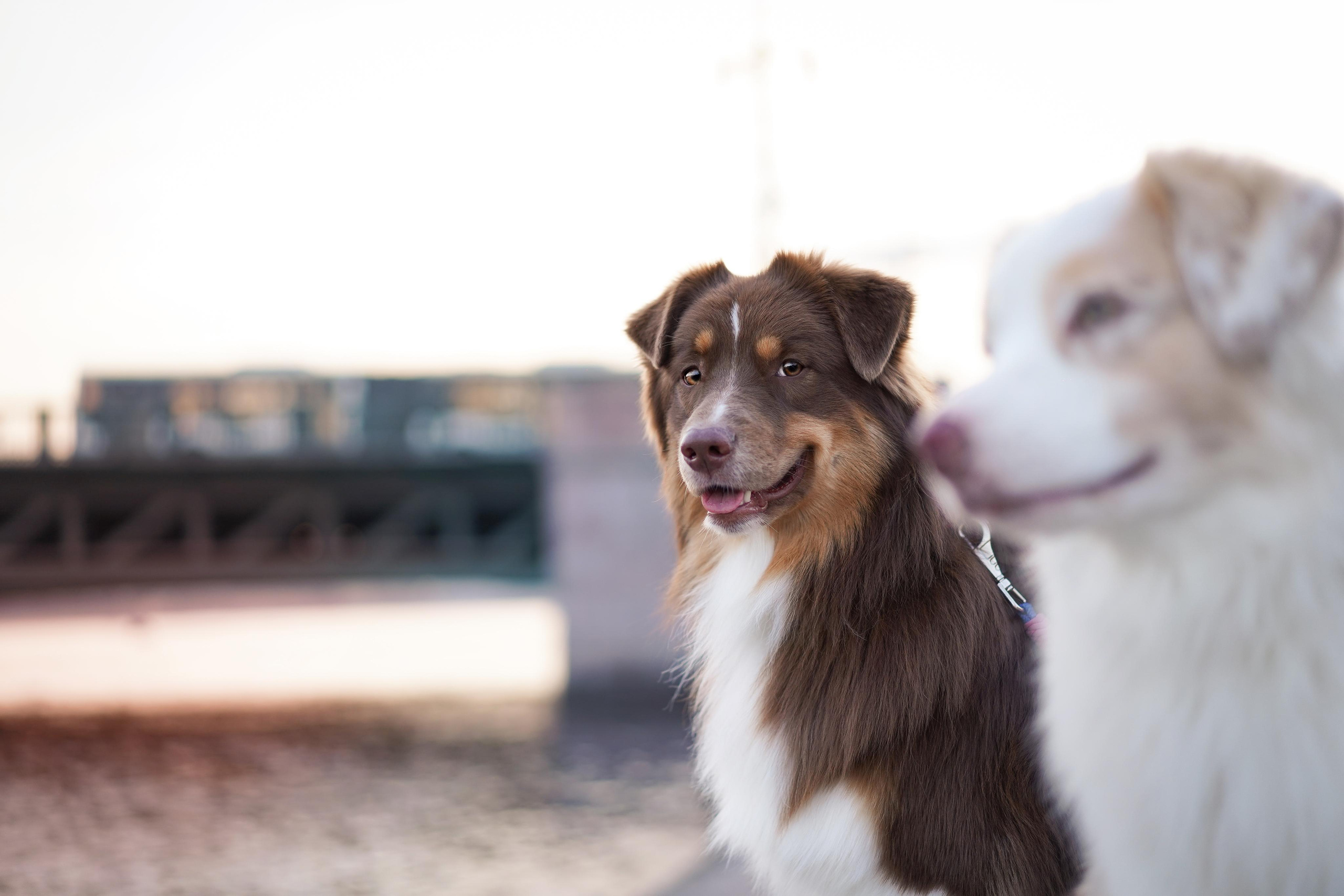 Кристина, Катя и аусси. Фотограф-анималист в Санкт-Петербурге Яна Мартынова
