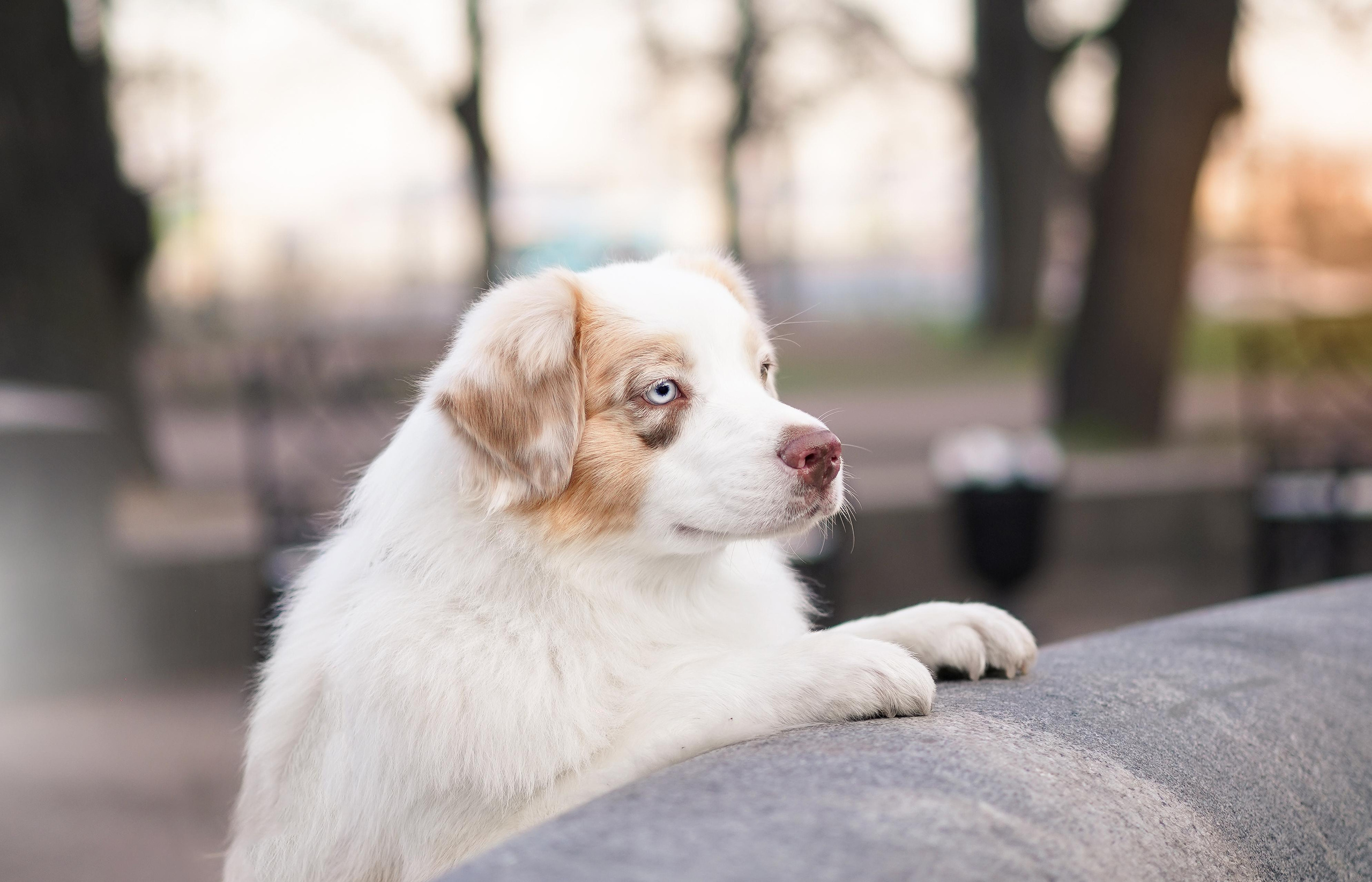 Кристина, Катя и аусси. Фотограф-анималист в Санкт-Петербурге Яна Мартынова