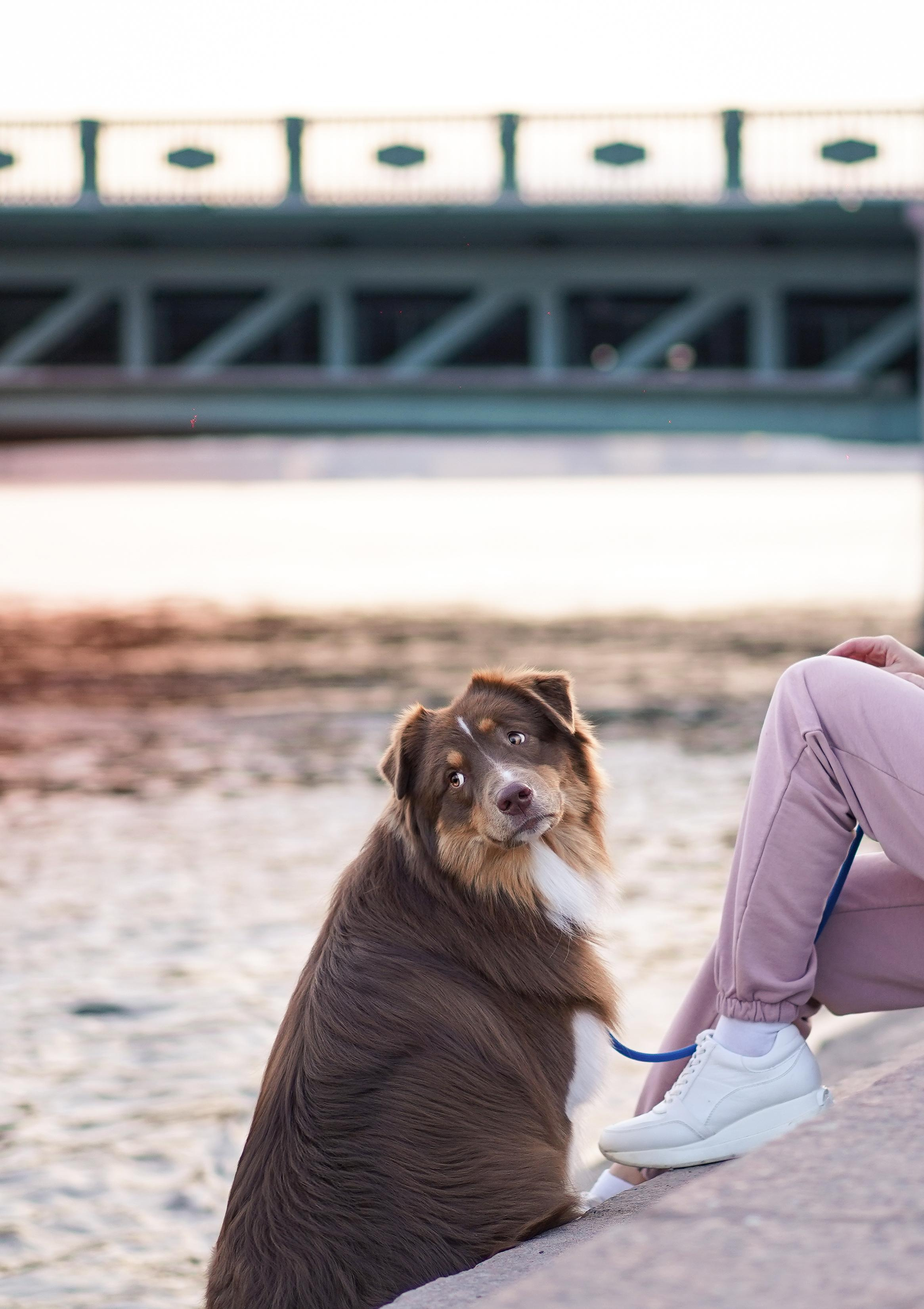 Кристина, Катя и аусси. Фотограф-анималист в Санкт-Петербурге Яна Мартынова