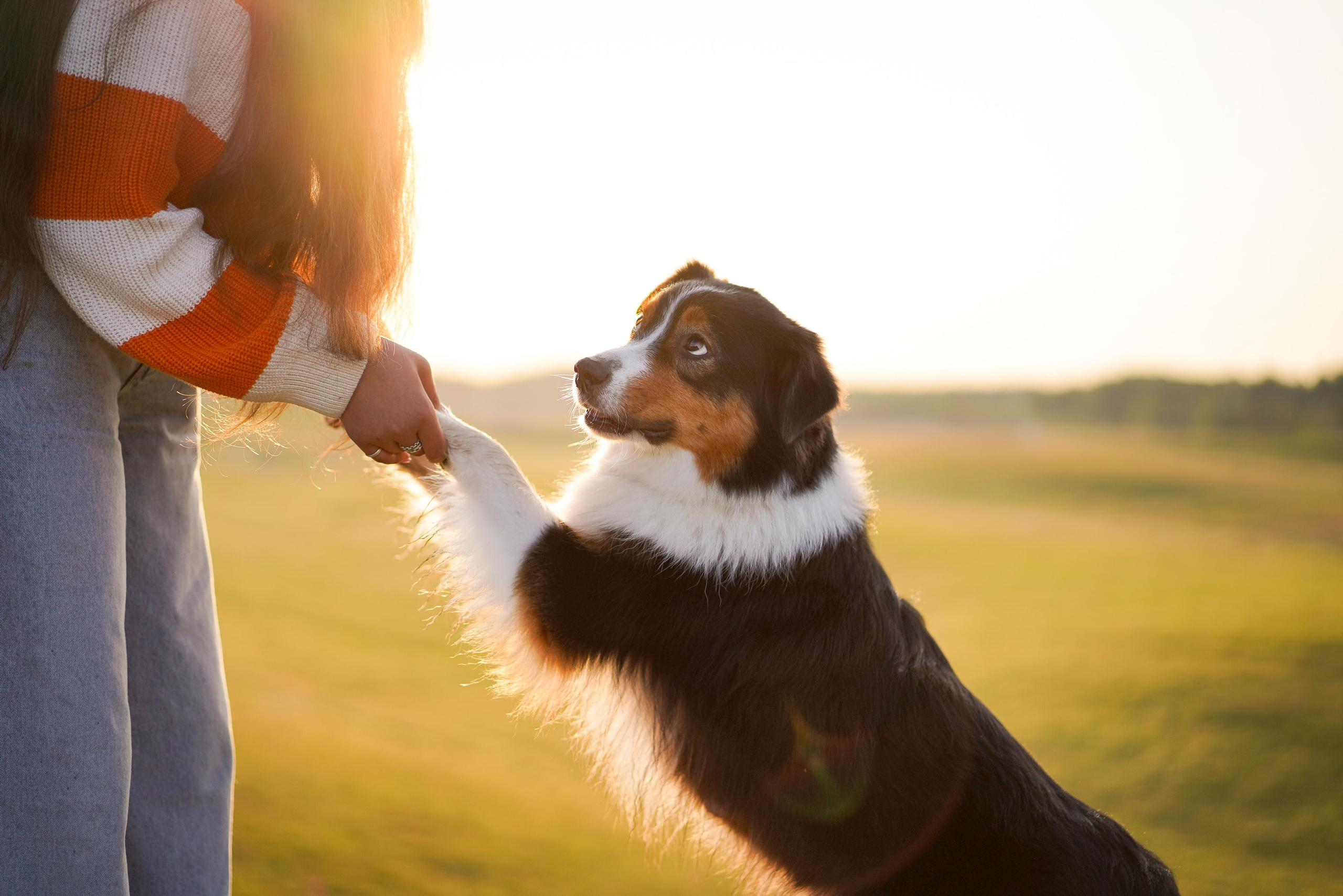 Кристина и Айла. Фотограф-анималист в Санкт-Петербурге Яна Мартынова
