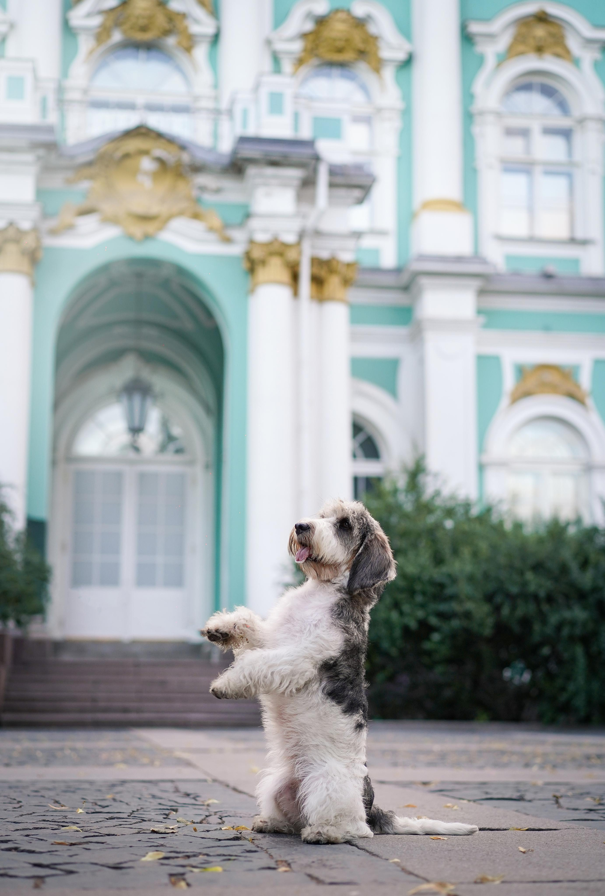 Мона центр. Фотограф-анималист в Санкт-Петербурге Яна Мартынова