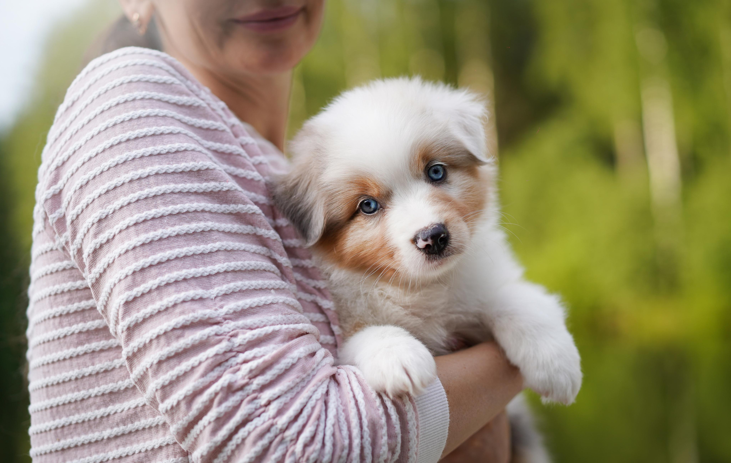 Щенки австралийской овчарки. Фотограф-анималист в Санкт-Петербурге Яна Мартынова