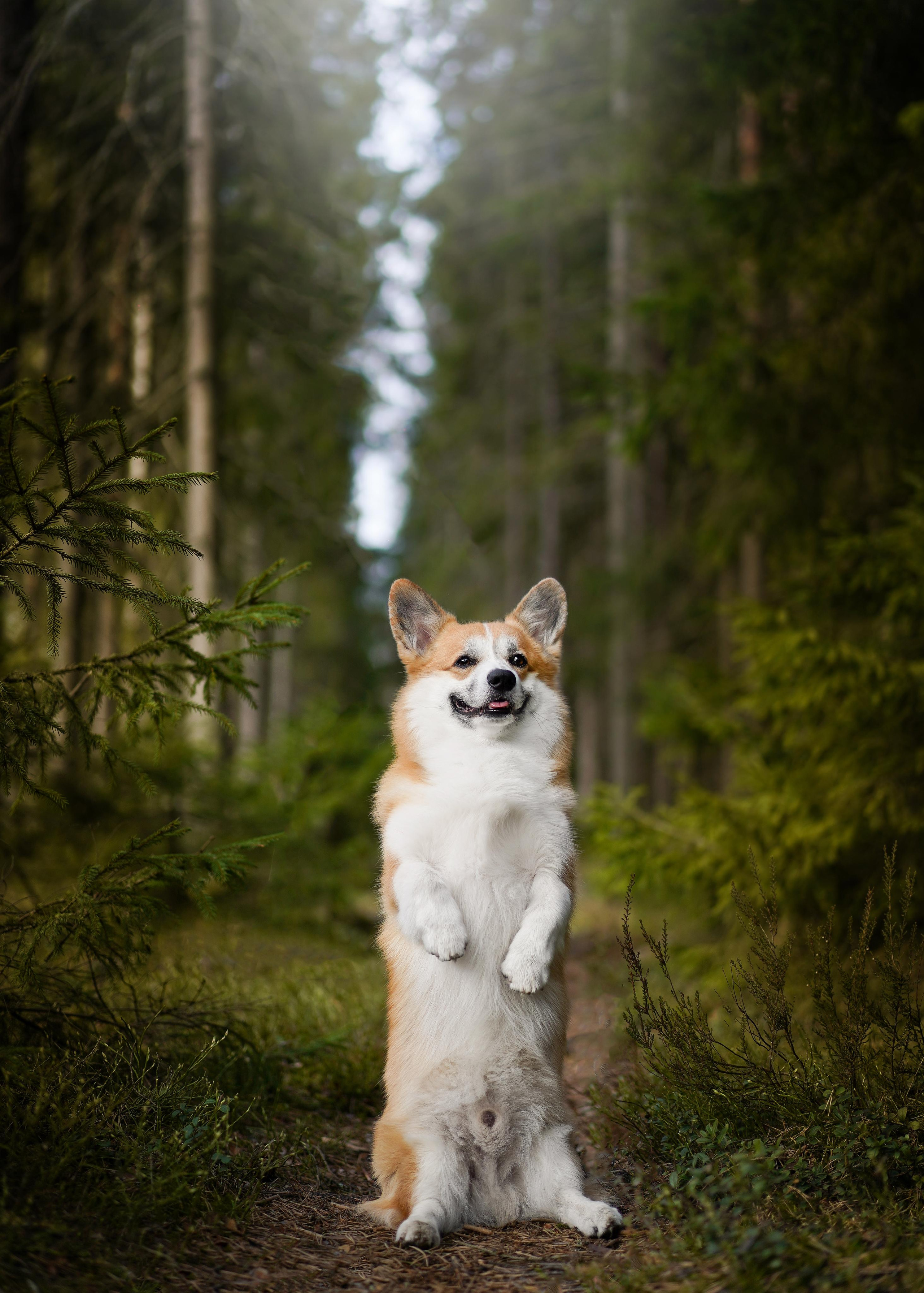 Катя и Рокки. Фотограф-анималист в Санкт-Петербурге Яна Мартынова