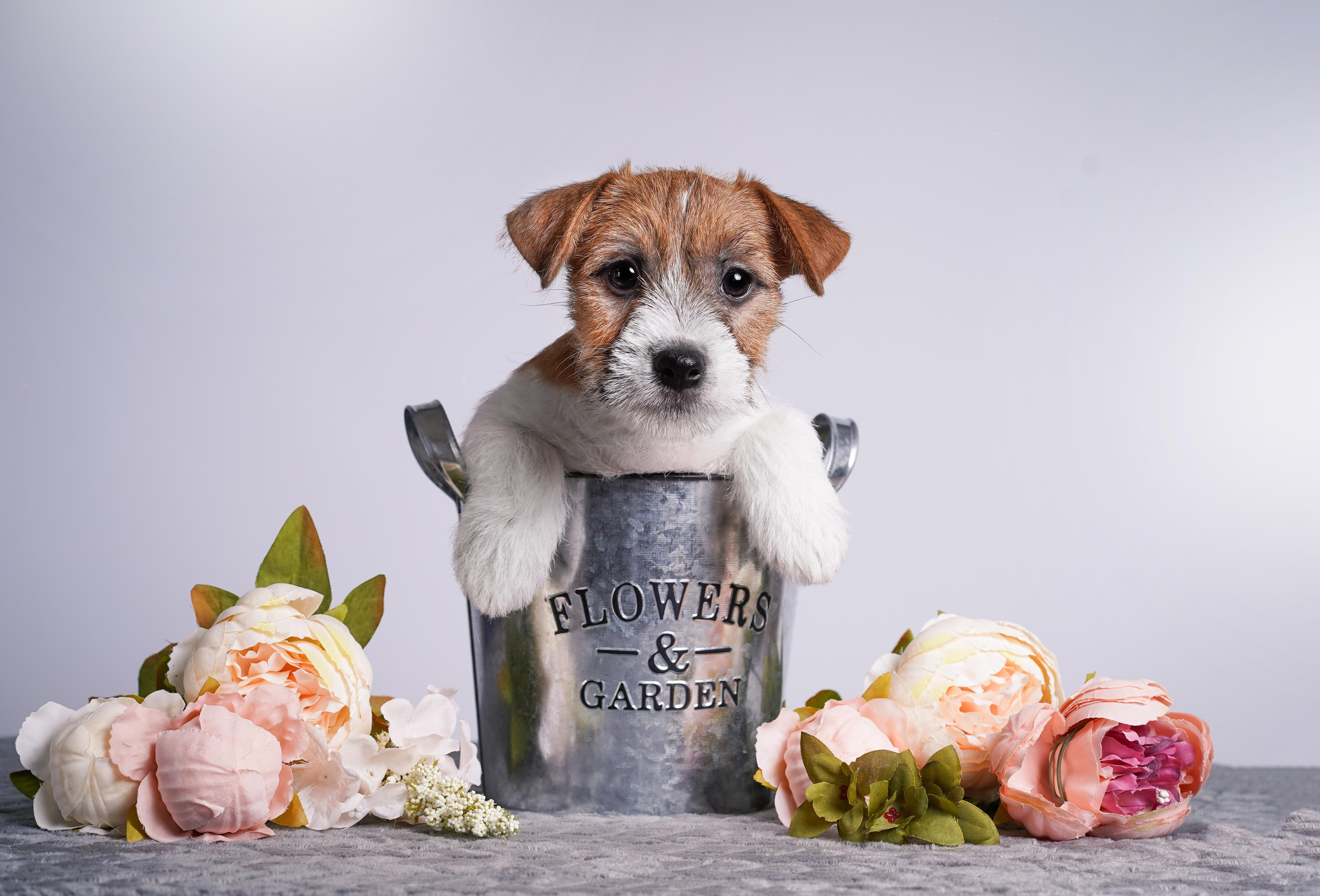 Щенки джек рассел терьера. Фотограф-анималист в Санкт-Петербурге Яна Мартынова