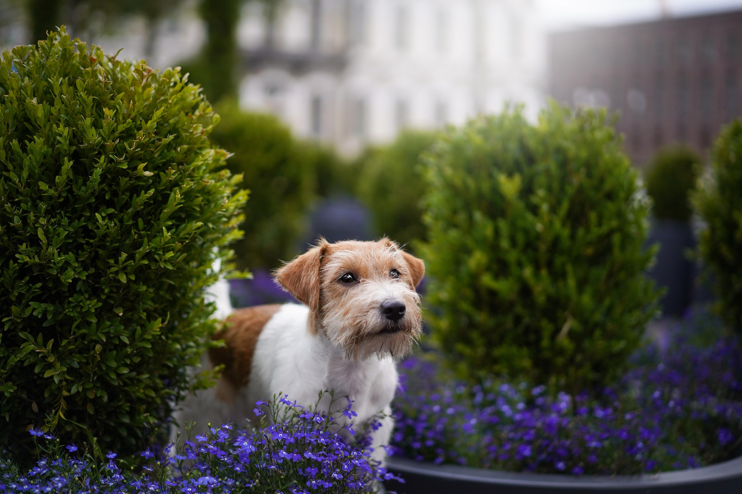 Ильгиза и Гая центр. Фотограф-анималист в Санкт-Петербурге Яна Мартынова