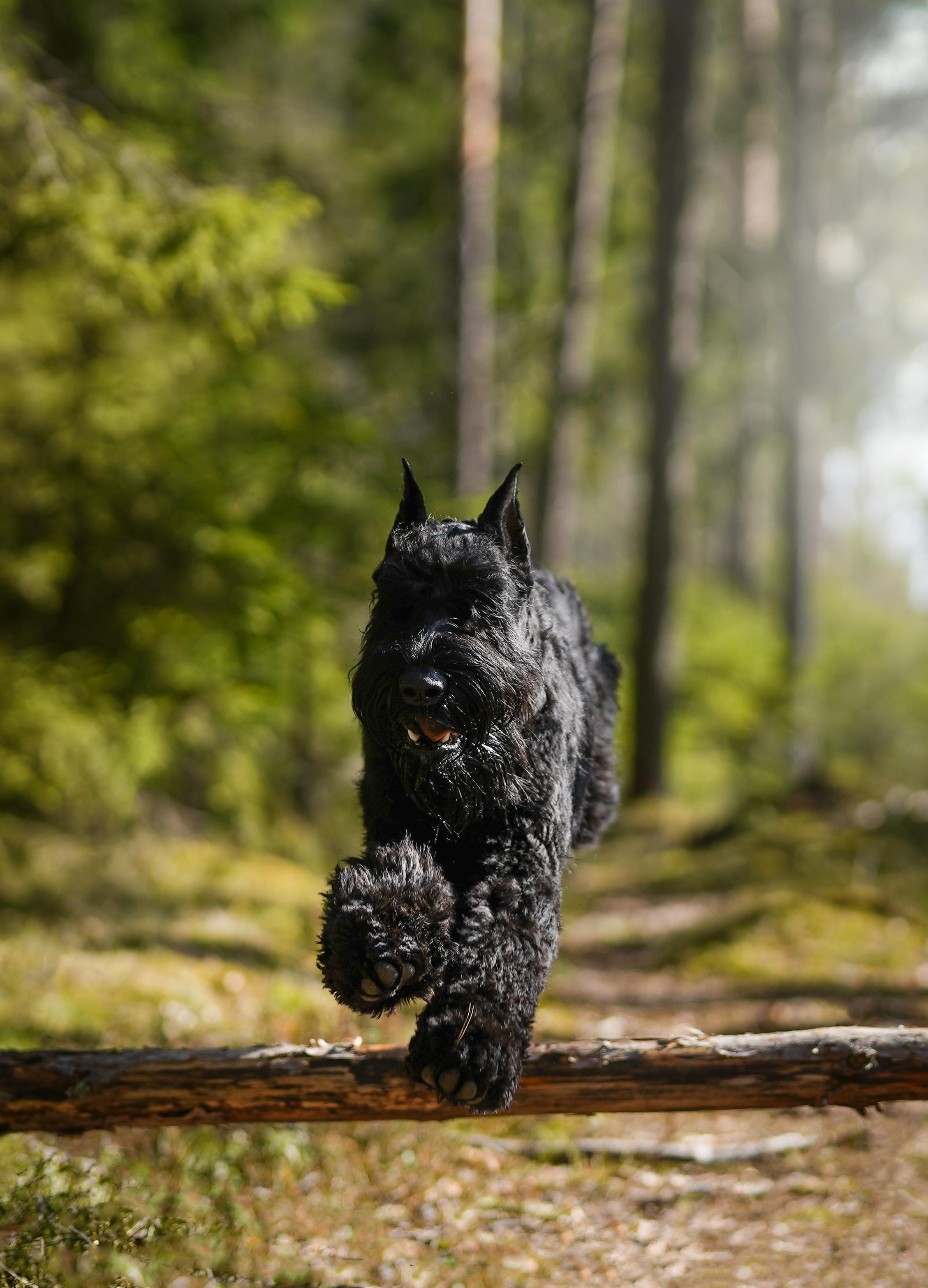 Оля и шнауцеры. Фотограф-анималист в Санкт-Петербурге Яна Мартынова