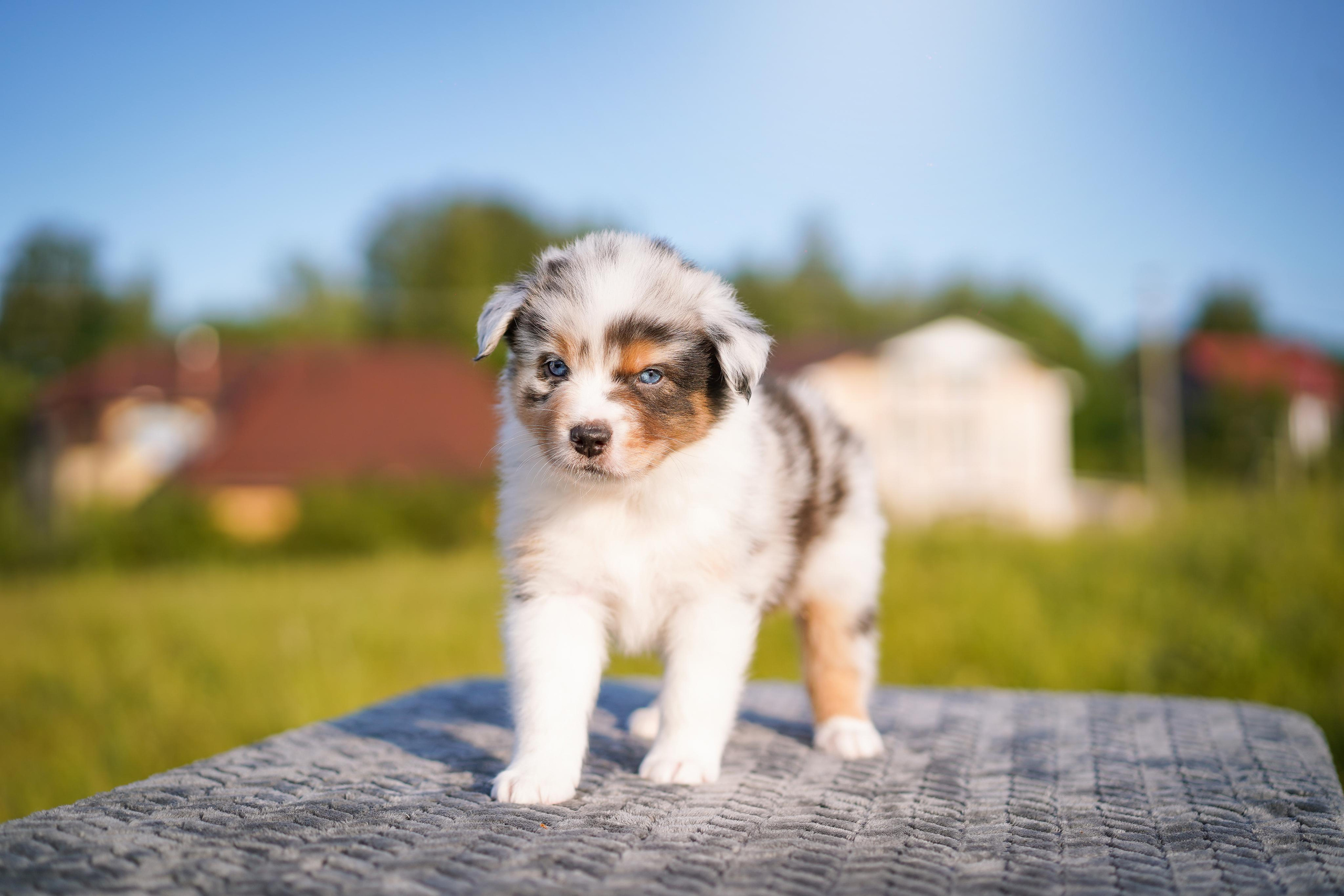 Щенки аусси. Фотограф-анималист в Санкт-Петербурге Яна Мартынова