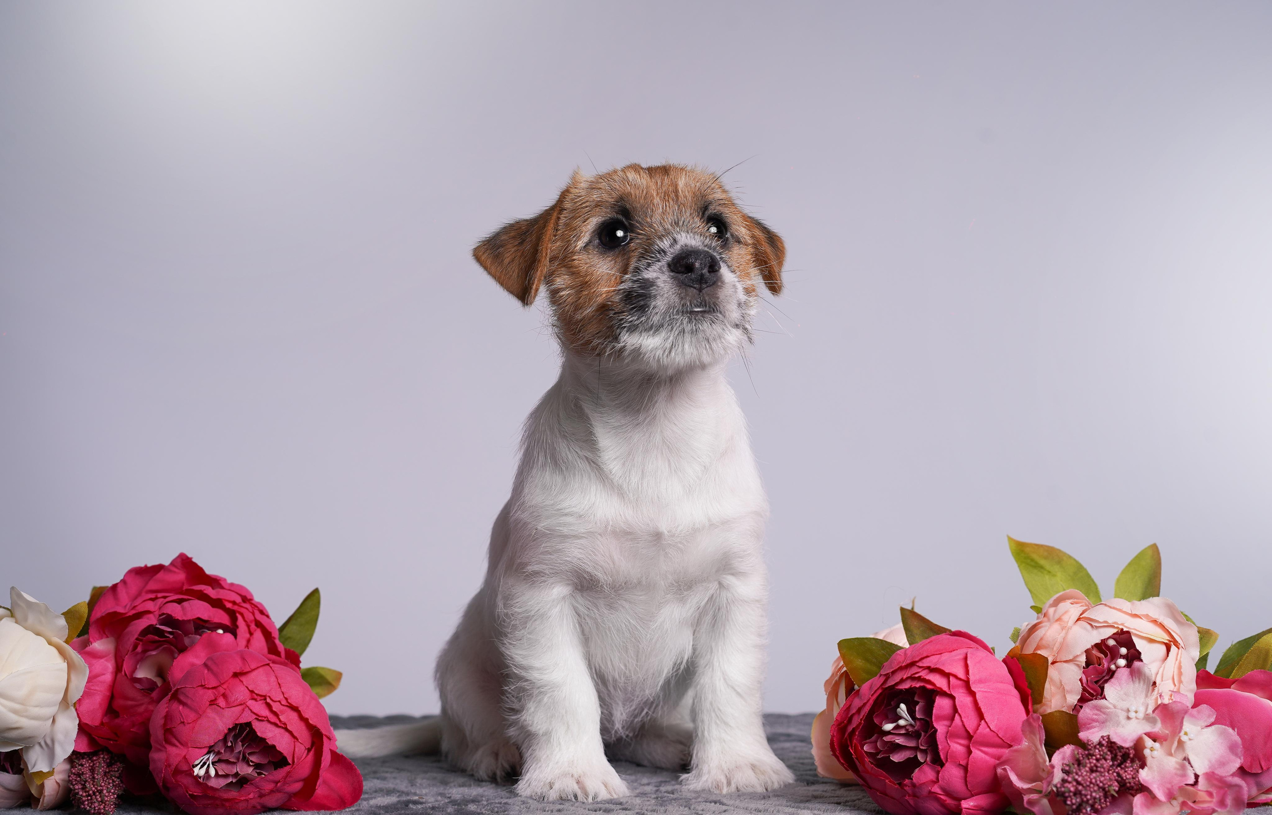 Щенки джек рассел терьера. Фотограф-анималист в Санкт-Петербурге Яна Мартынова