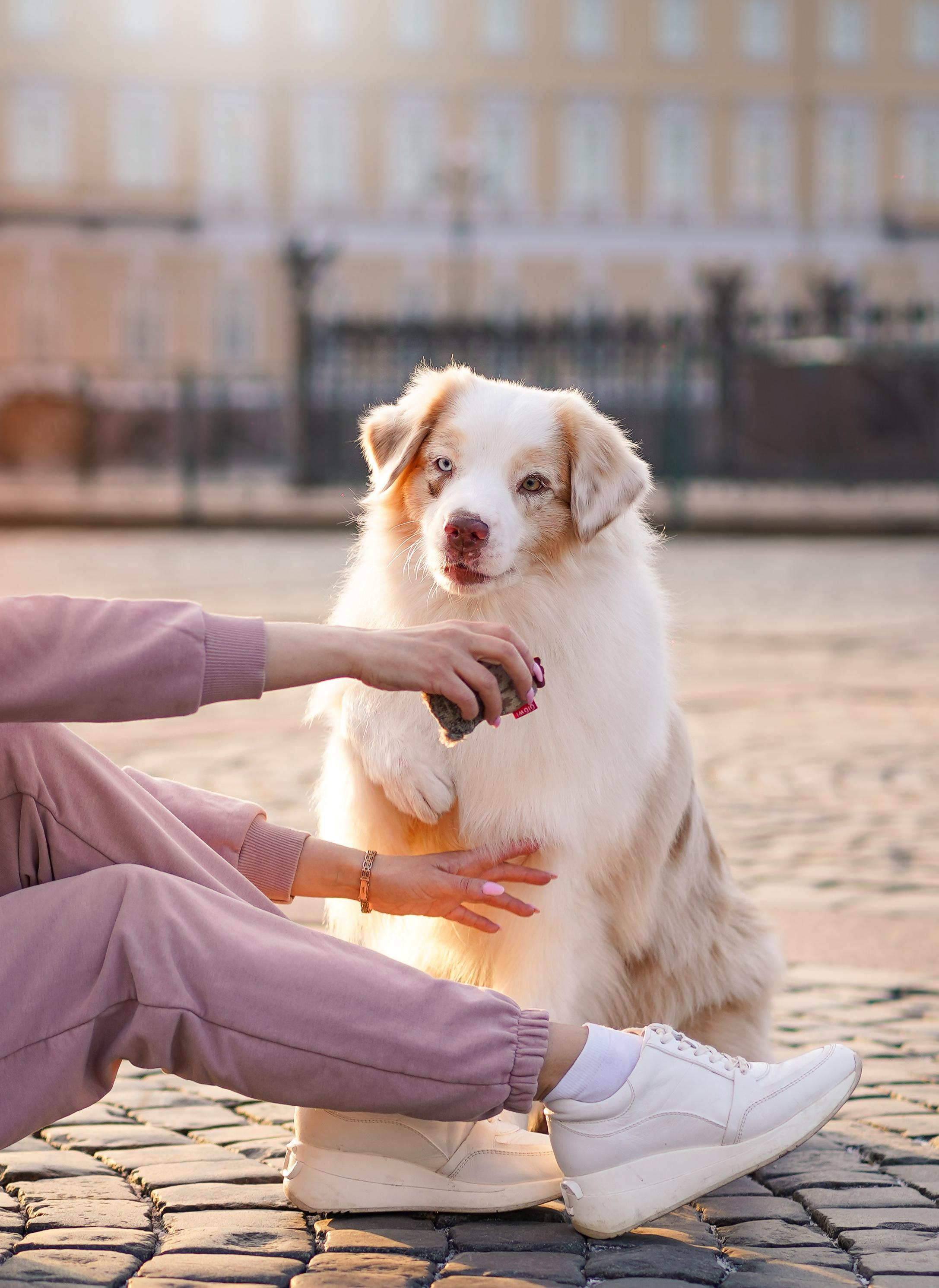 Кристина, Катя и аусси. Фотограф-анималист в Санкт-Петербурге Яна Мартынова