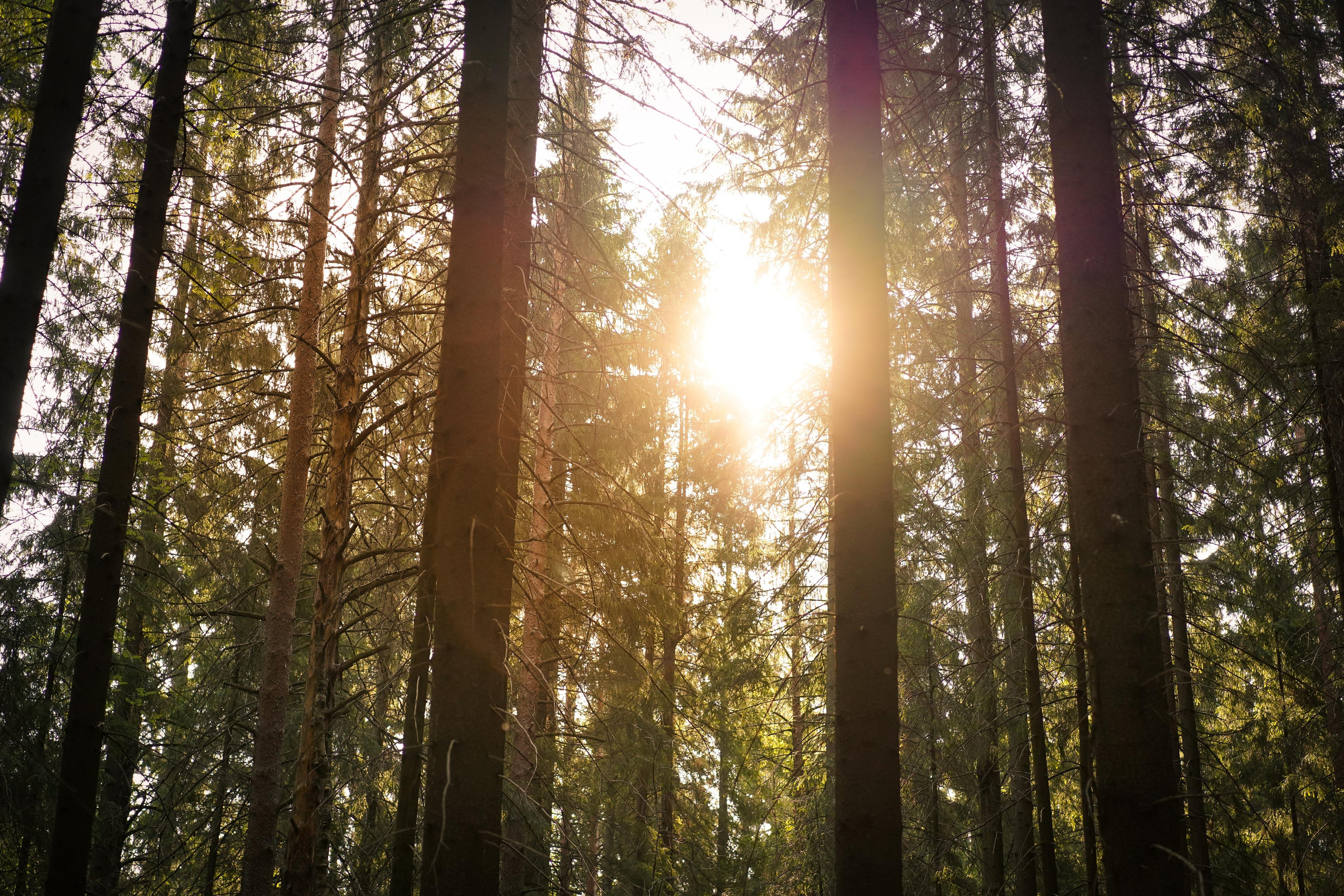 Щенки австралийской овчарки. Фотограф-анималист в Санкт-Петербурге Яна Мартынова