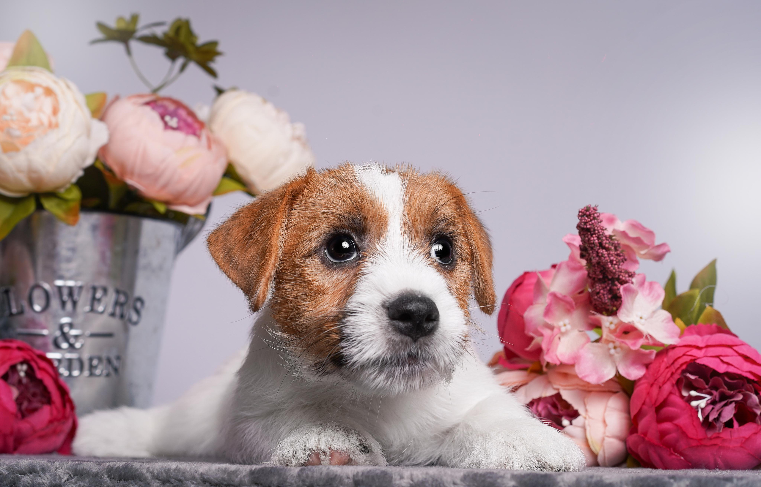 Щенки джек рассел терьера. Фотограф-анималист в Санкт-Петербурге Яна Мартынова