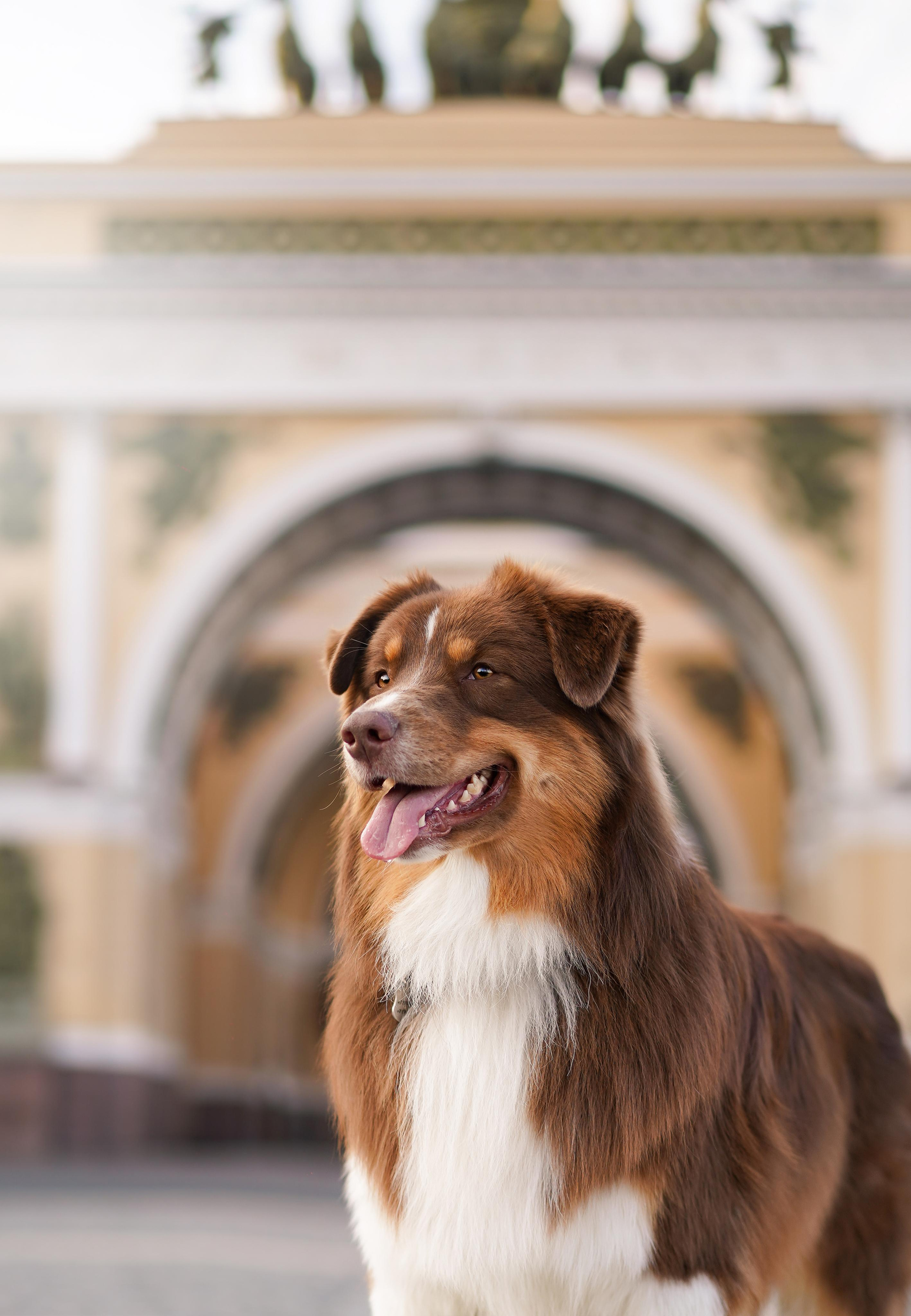 Кристина, Катя и аусси. Фотограф-анималист в Санкт-Петербурге Яна Мартынова
