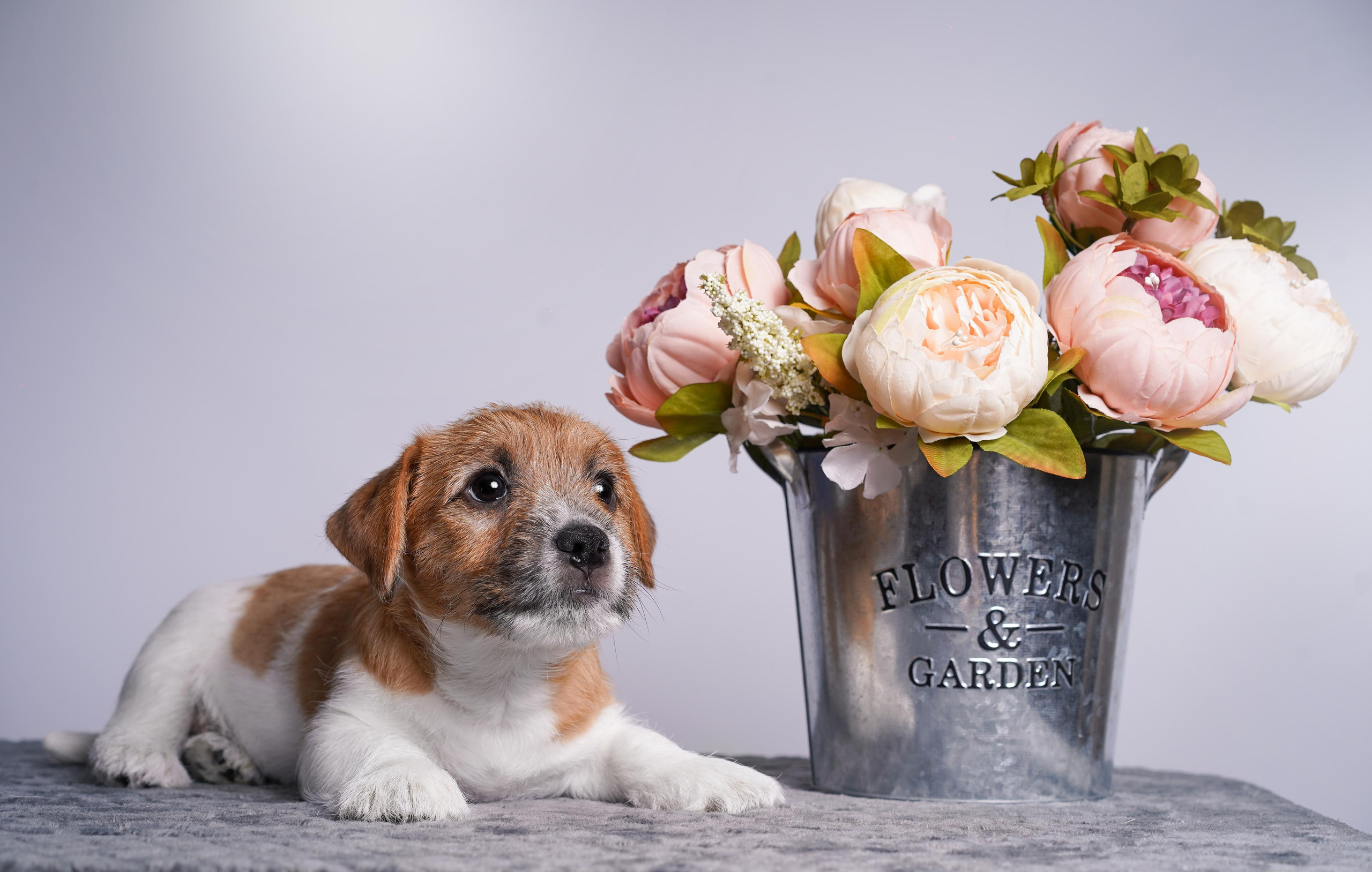 Щенки джек рассел терьера. Фотограф-анималист в Санкт-Петербурге Яна Мартынова