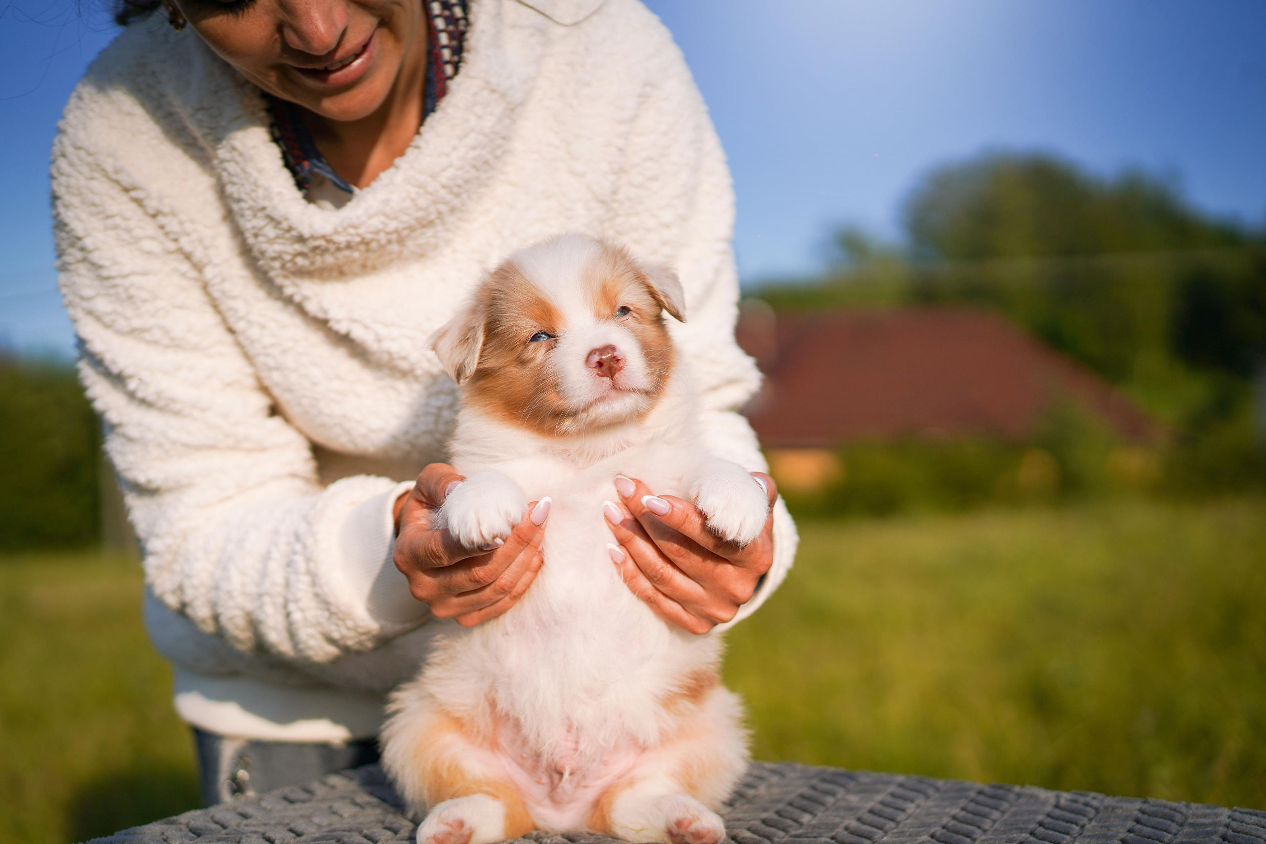 Щенки аусси. Фотограф-анималист в Санкт-Петербурге Яна Мартынова
