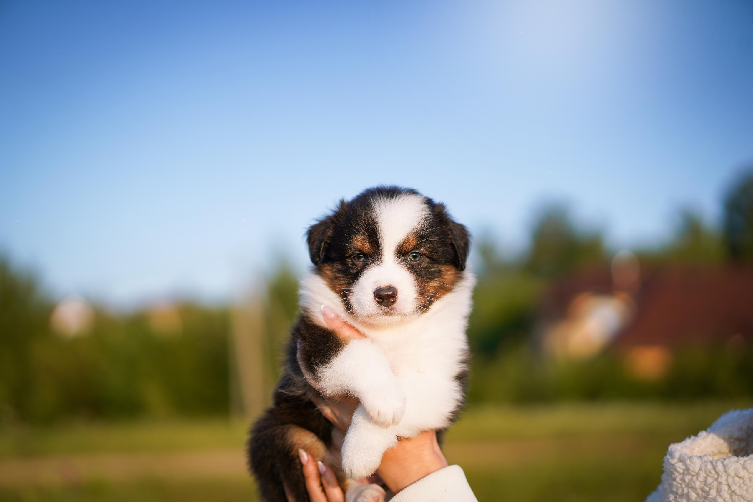 Щенки аусси. Фотограф-анималист в Санкт-Петербурге Яна Мартынова