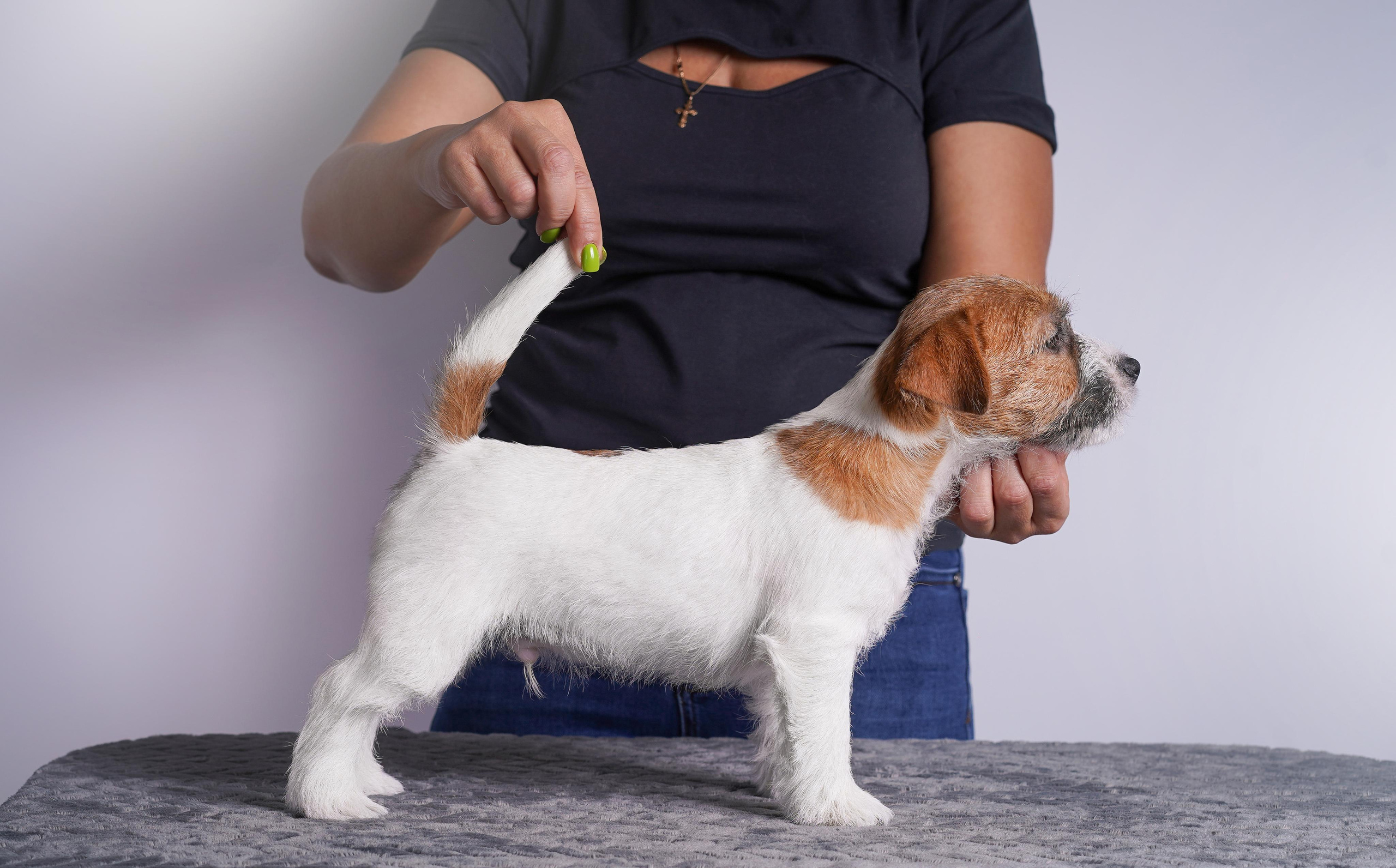 Щенки джек рассел терьера. Фотограф-анималист в Санкт-Петербурге Яна Мартынова