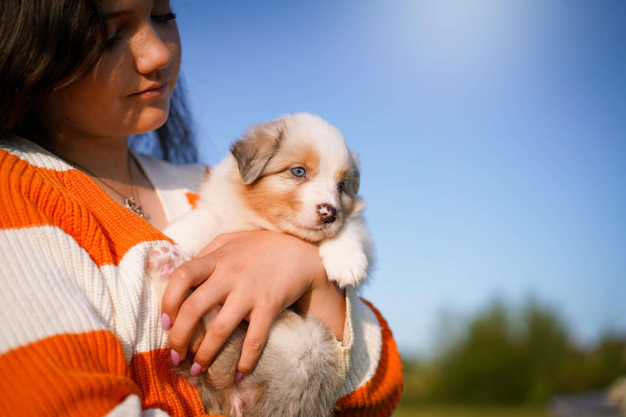 Щенки аусси. Фотограф-анималист в Санкт-Петербурге Яна Мартынова