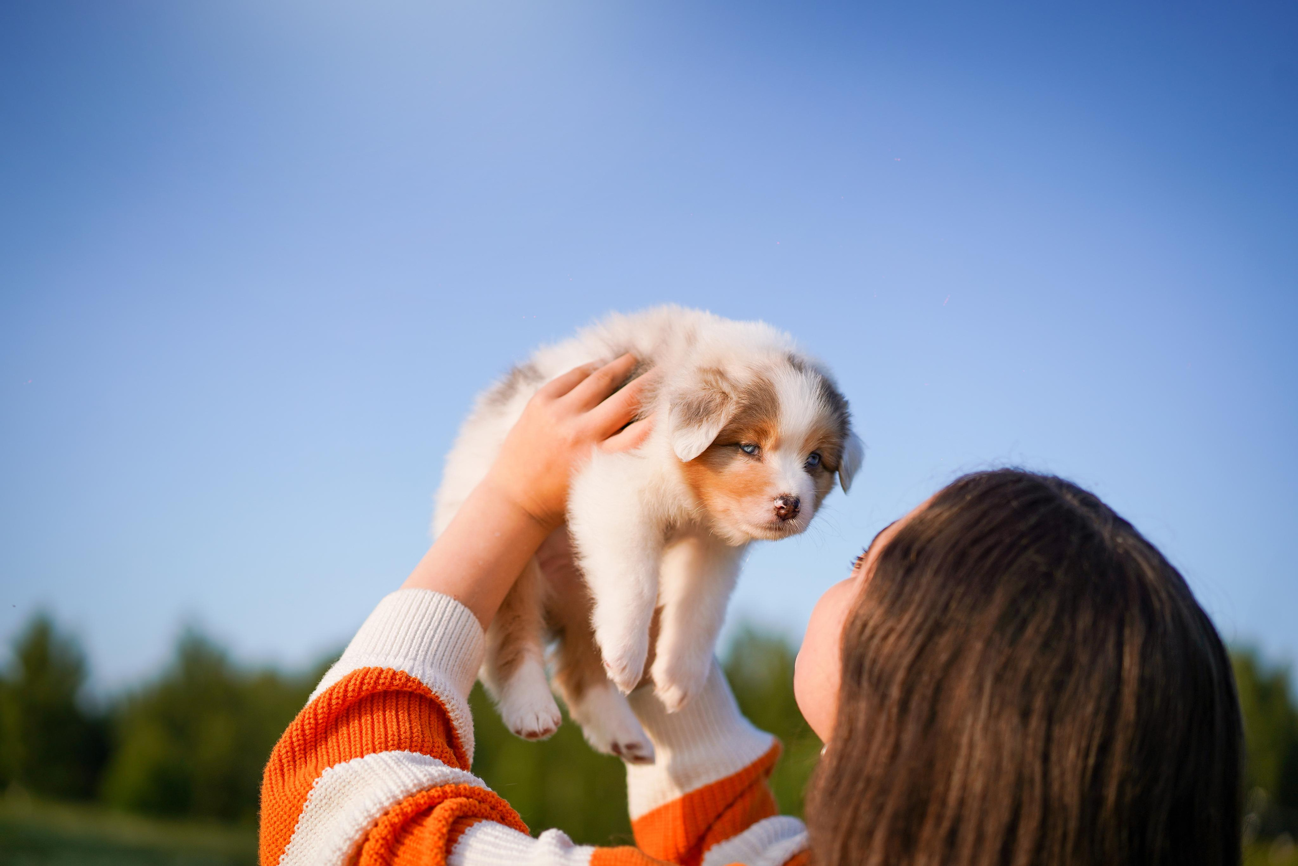 Щенки аусси. Фотограф-анималист в Санкт-Петербурге Яна Мартынова