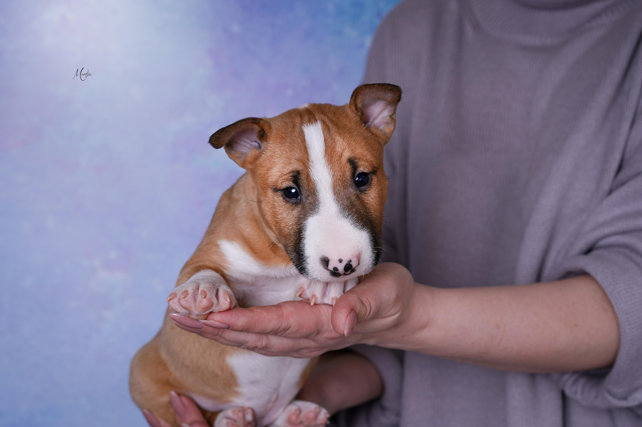 Щенки минибуля. Фотограф-анималист в Санкт-Петербурге Яна Мартынова