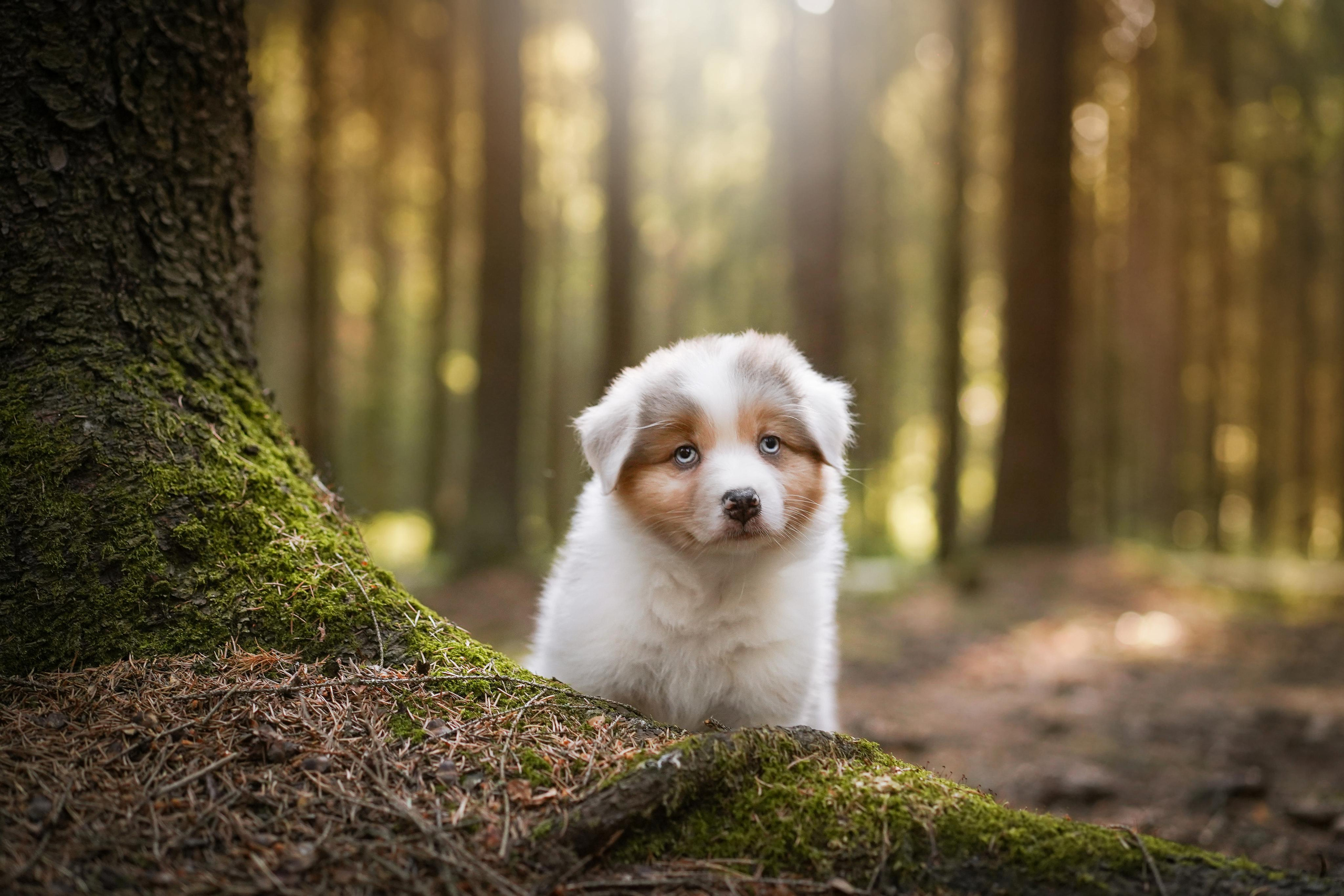 Щенки австралийской овчарки. Фотограф-анималист в Санкт-Петербурге Яна Мартынова