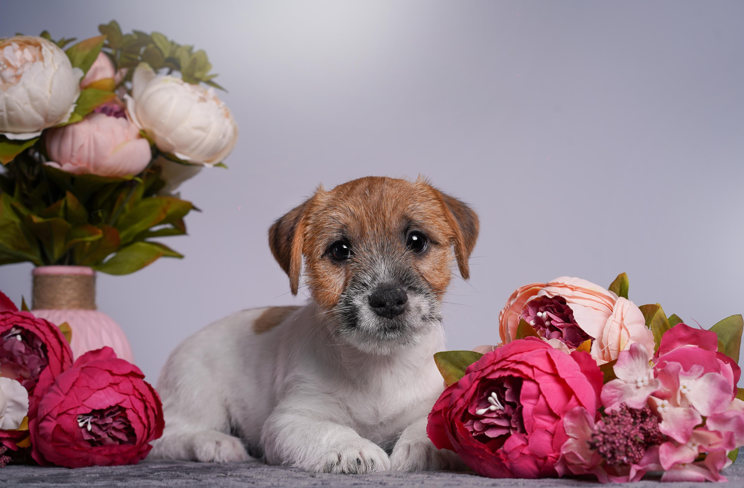 Щенки джек рассел терьера. Фотограф-анималист в Санкт-Петербурге Яна Мартынова