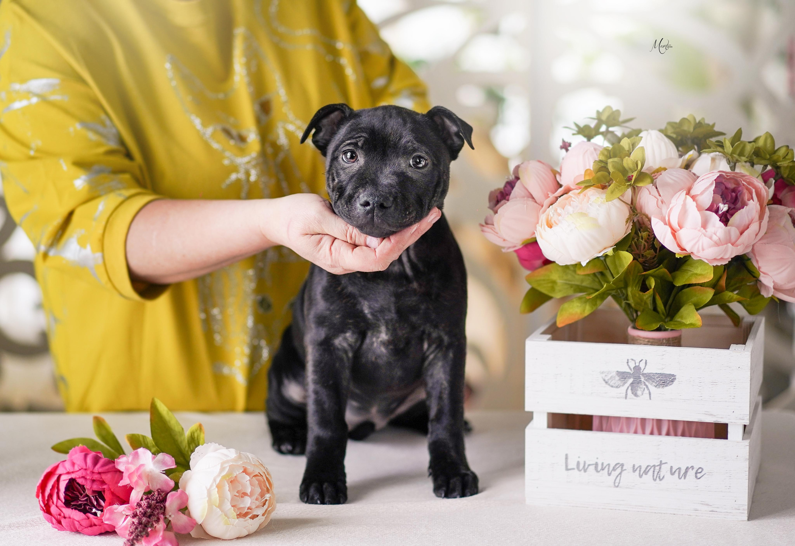 Щенки стаффбуля. Фотограф-анималист в Санкт-Петербурге Яна Мартынова