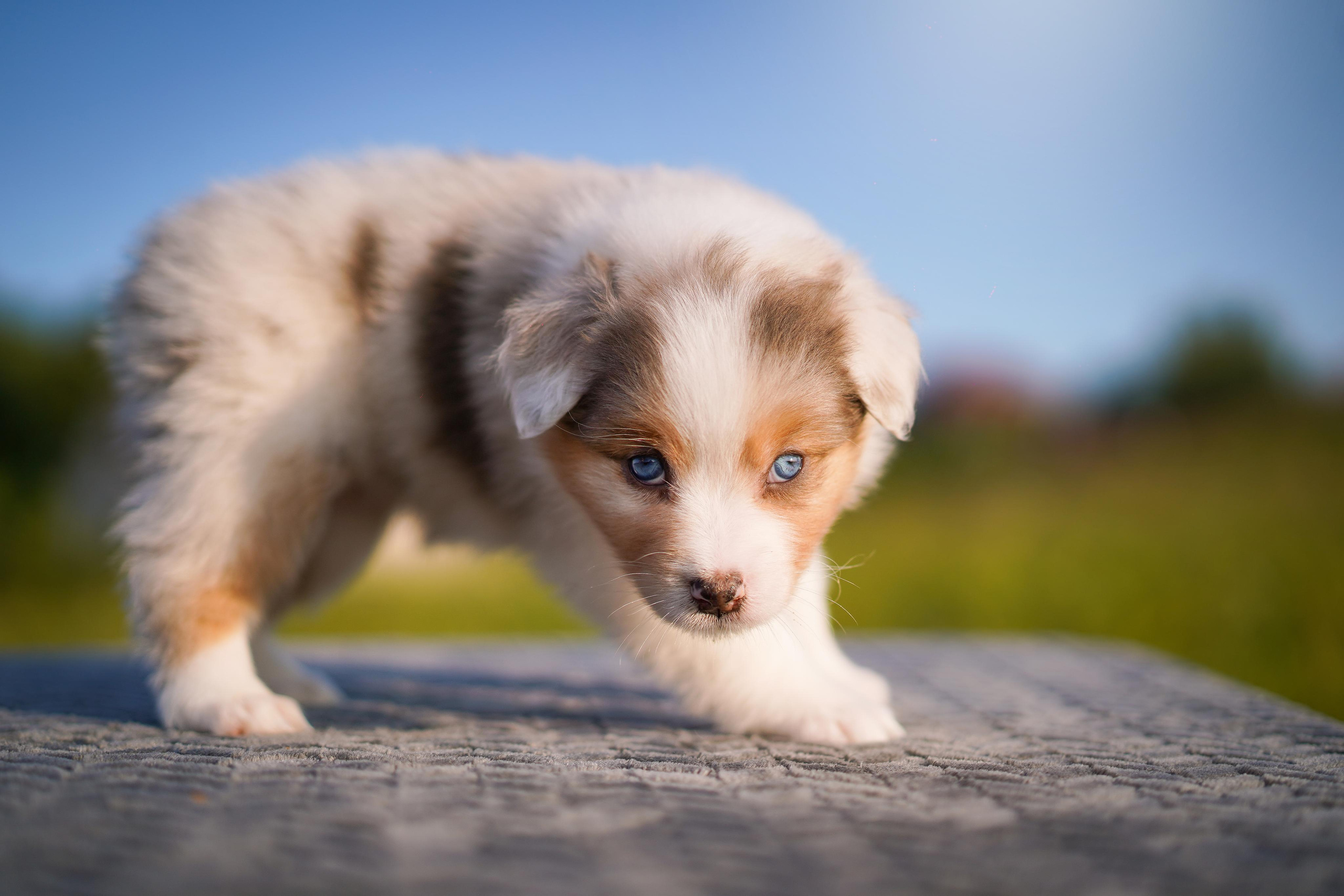 Щенки аусси. Фотограф-анималист в Санкт-Петербурге Яна Мартынова
