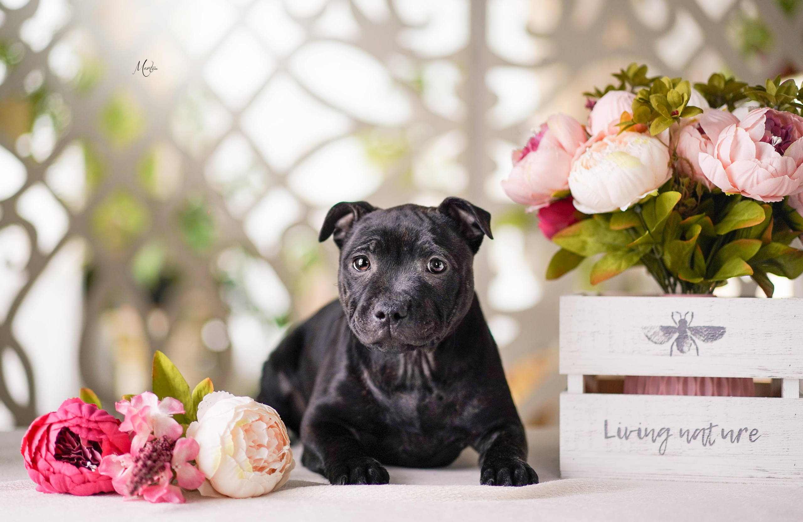 Щенки стаффбуля. Фотограф-анималист в Санкт-Петербурге Яна Мартынова