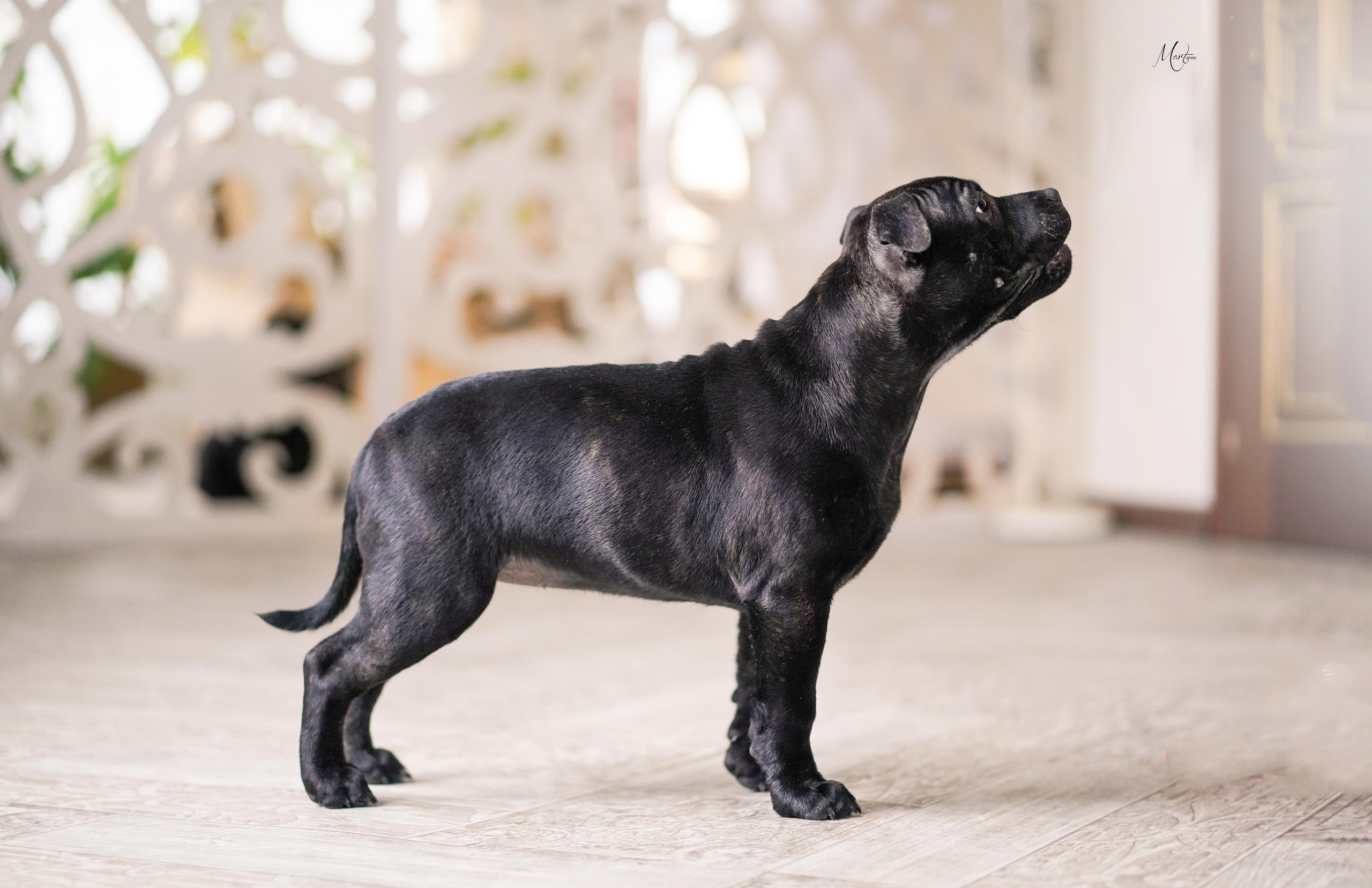 Щенки стаффбуля. Фотограф-анималист в Санкт-Петербурге Яна Мартынова