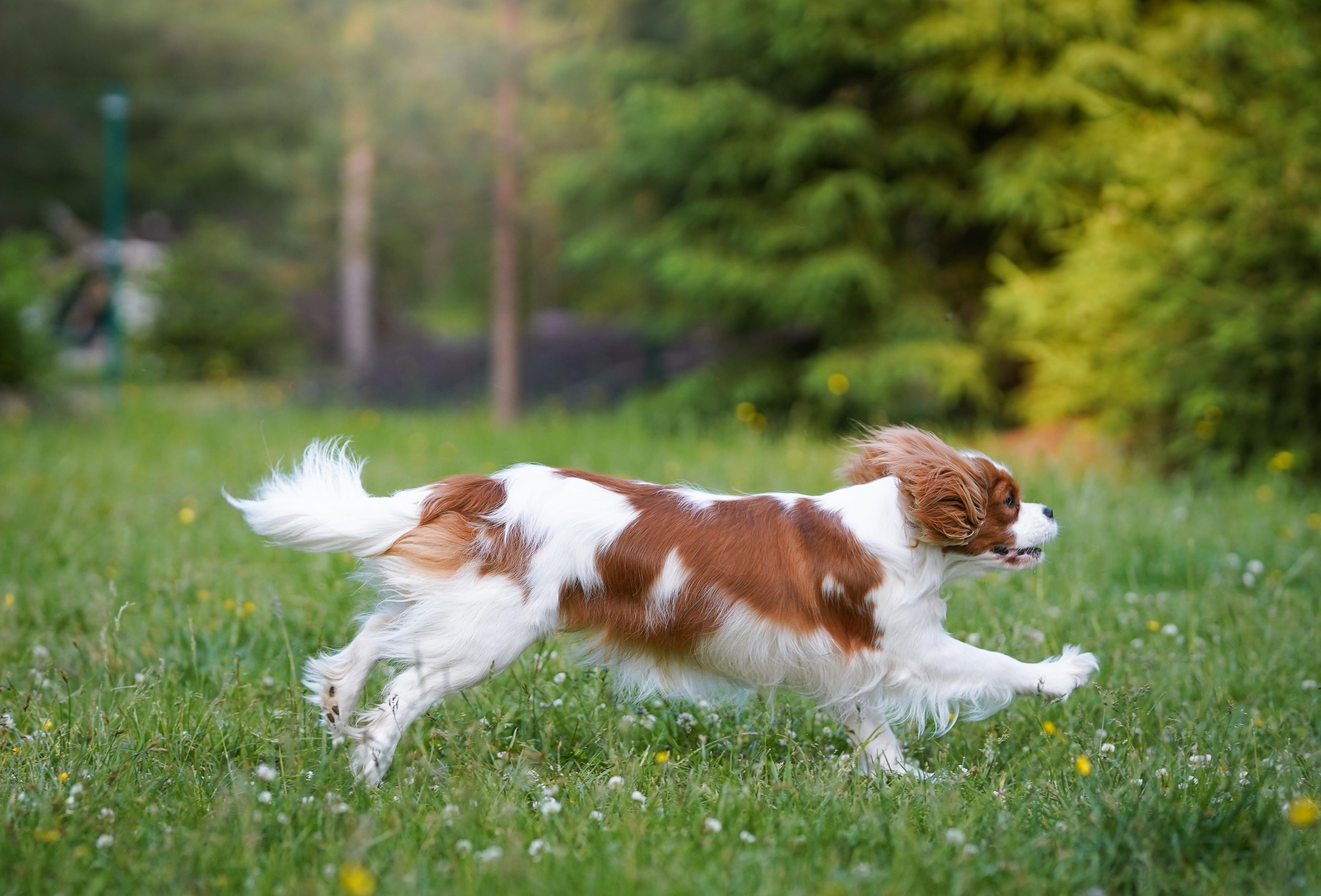 Злата, Луна, Сима и ребята. Фотограф-анималист в Санкт-Петербурге Яна Мартынова