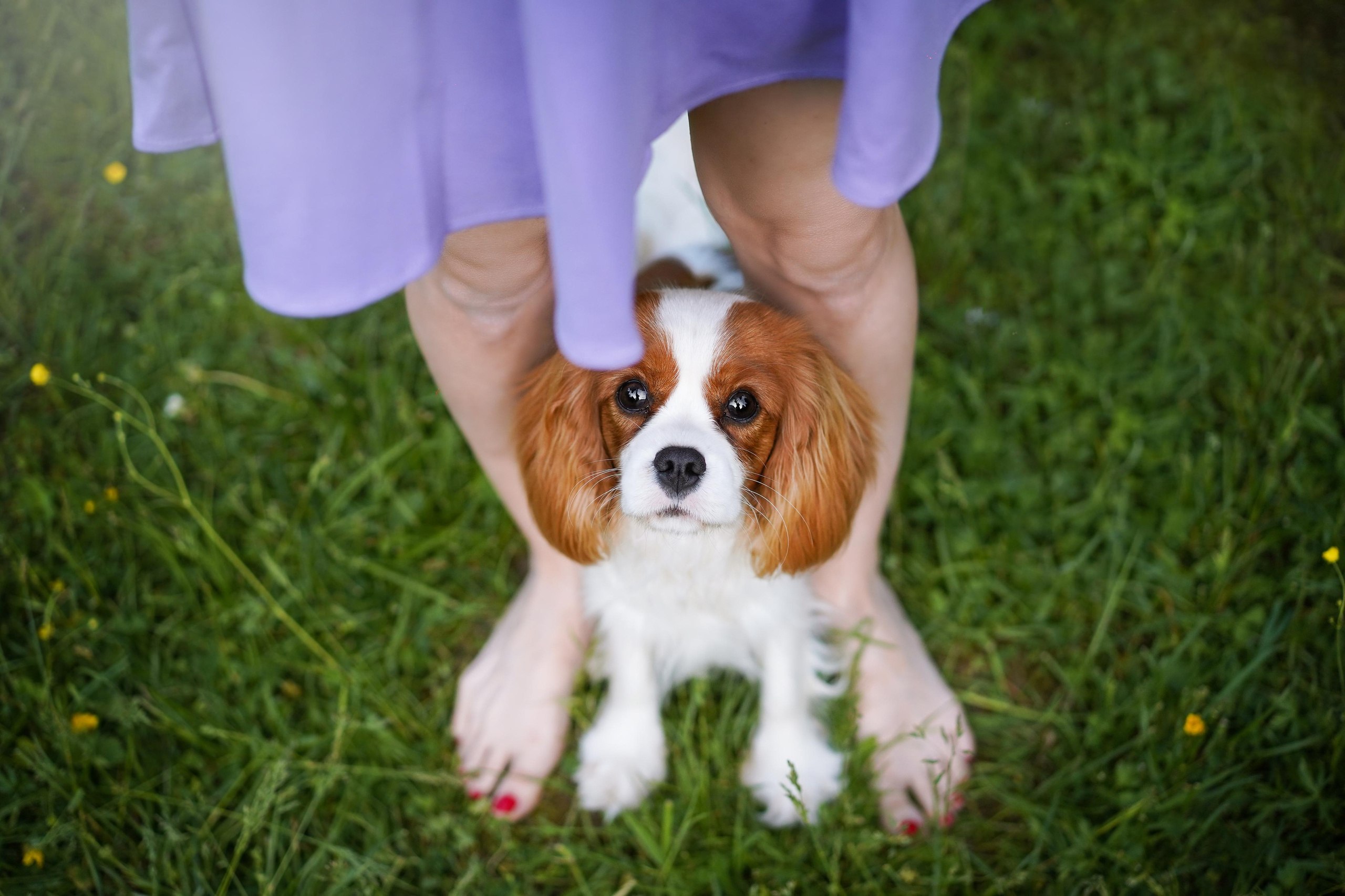Злата, Луна, Сима и ребята. Фотограф-анималист в Санкт-Петербурге Яна Мартынова