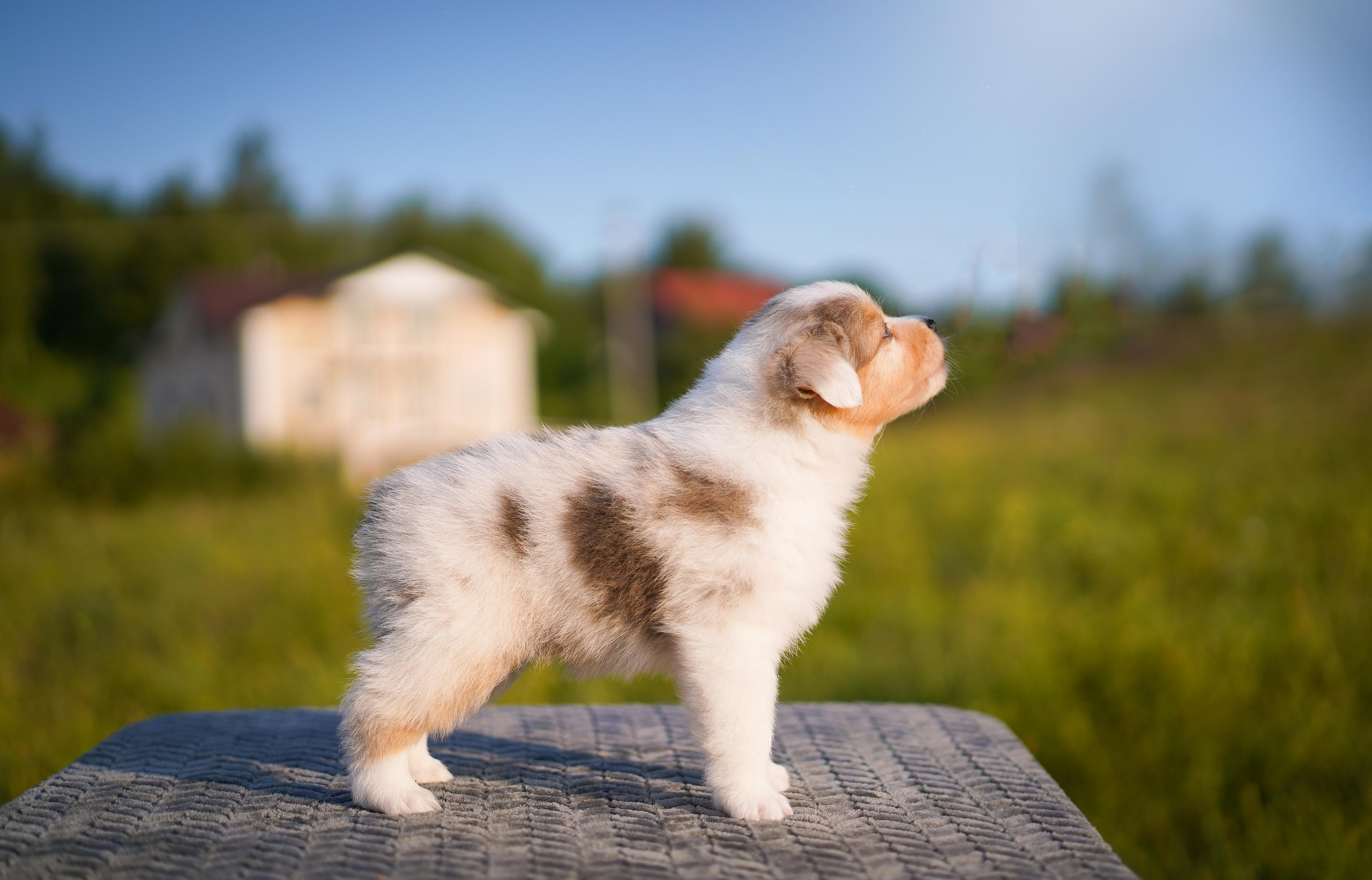 Щенки аусси. Фотограф-анималист в Санкт-Петербурге Яна Мартынова
