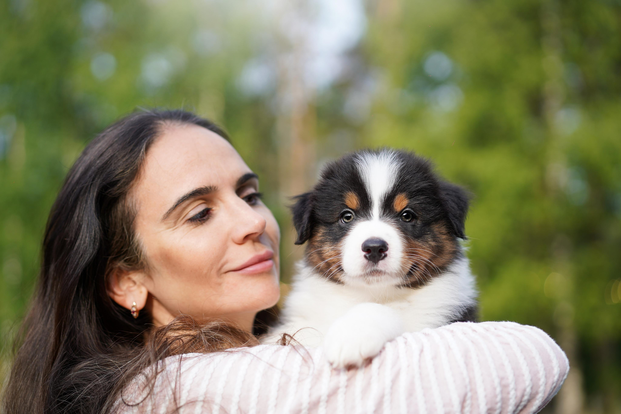 Щенки австралийской овчарки. Фотограф-анималист в Санкт-Петербурге Яна Мартынова