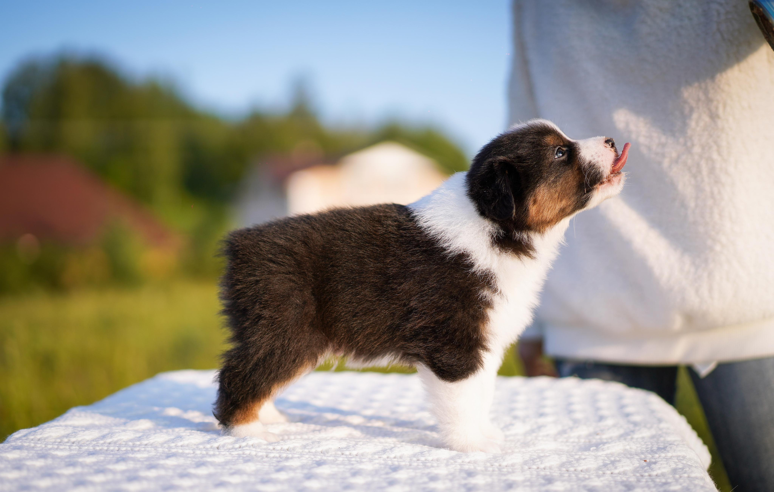 Щенки аусси. Фотограф-анималист в Санкт-Петербурге Яна Мартынова