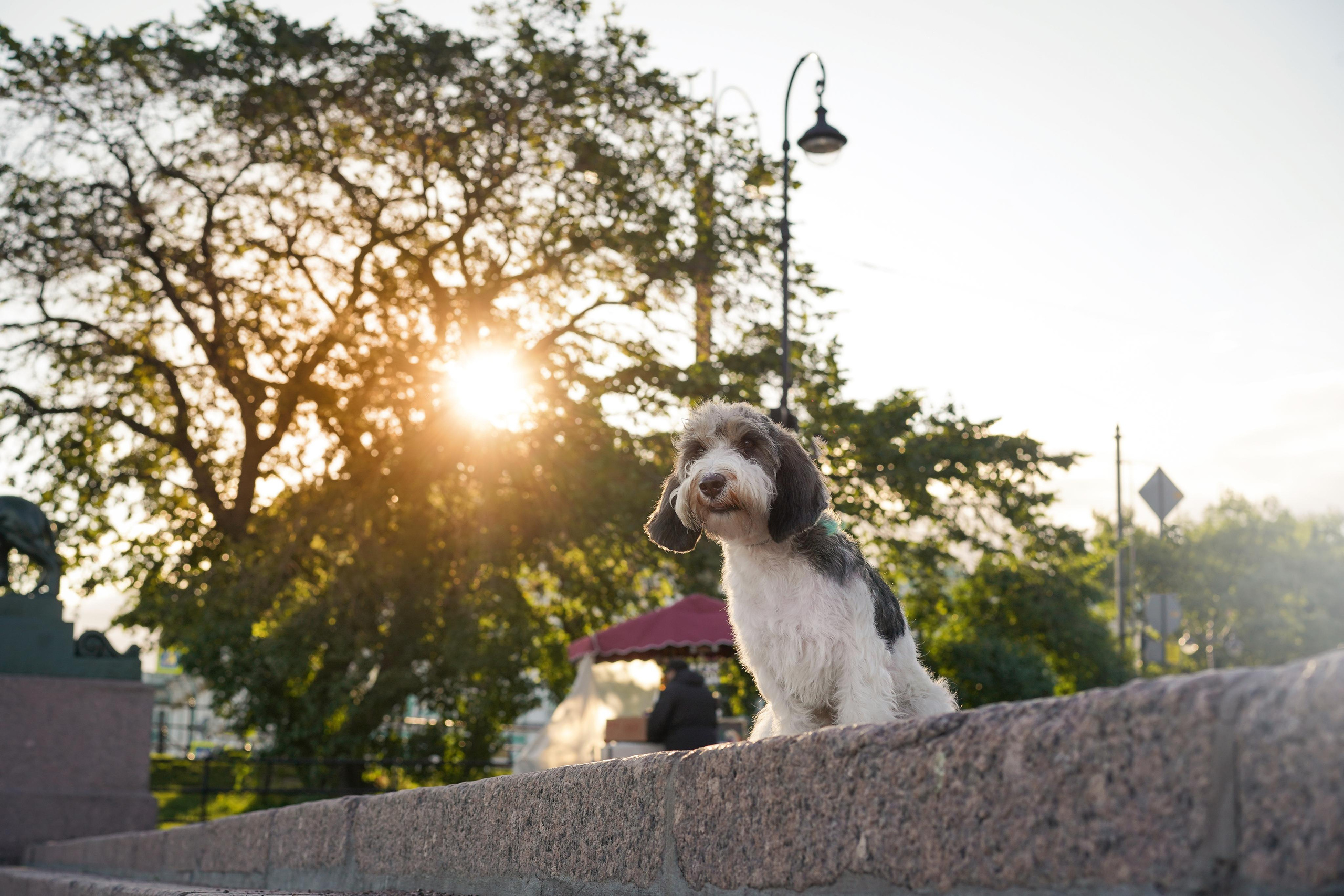 Мона центр. Фотограф-анималист в Санкт-Петербурге Яна Мартынова