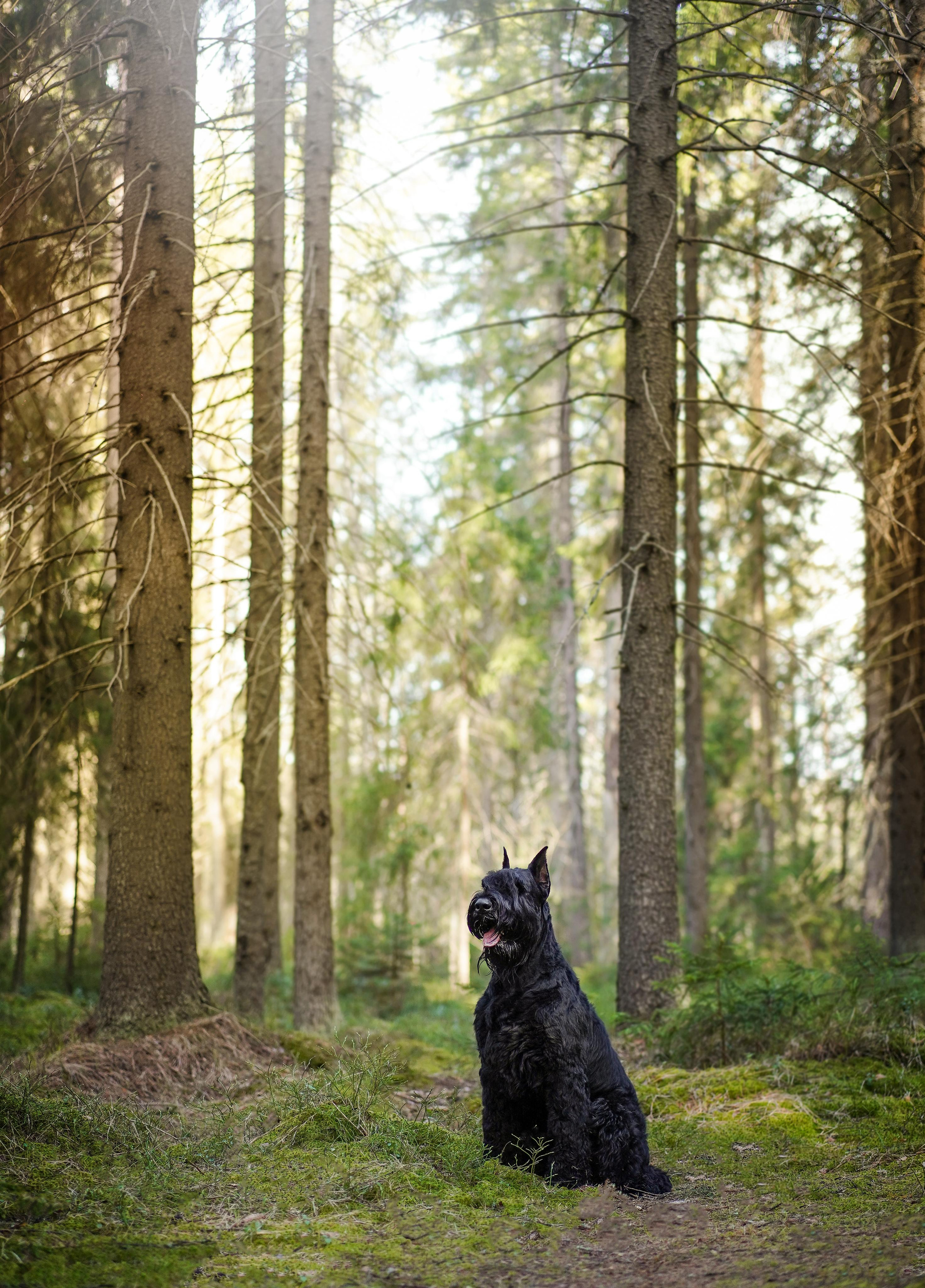 Оля и шнауцеры. Фотограф-анималист в Санкт-Петербурге Яна Мартынова