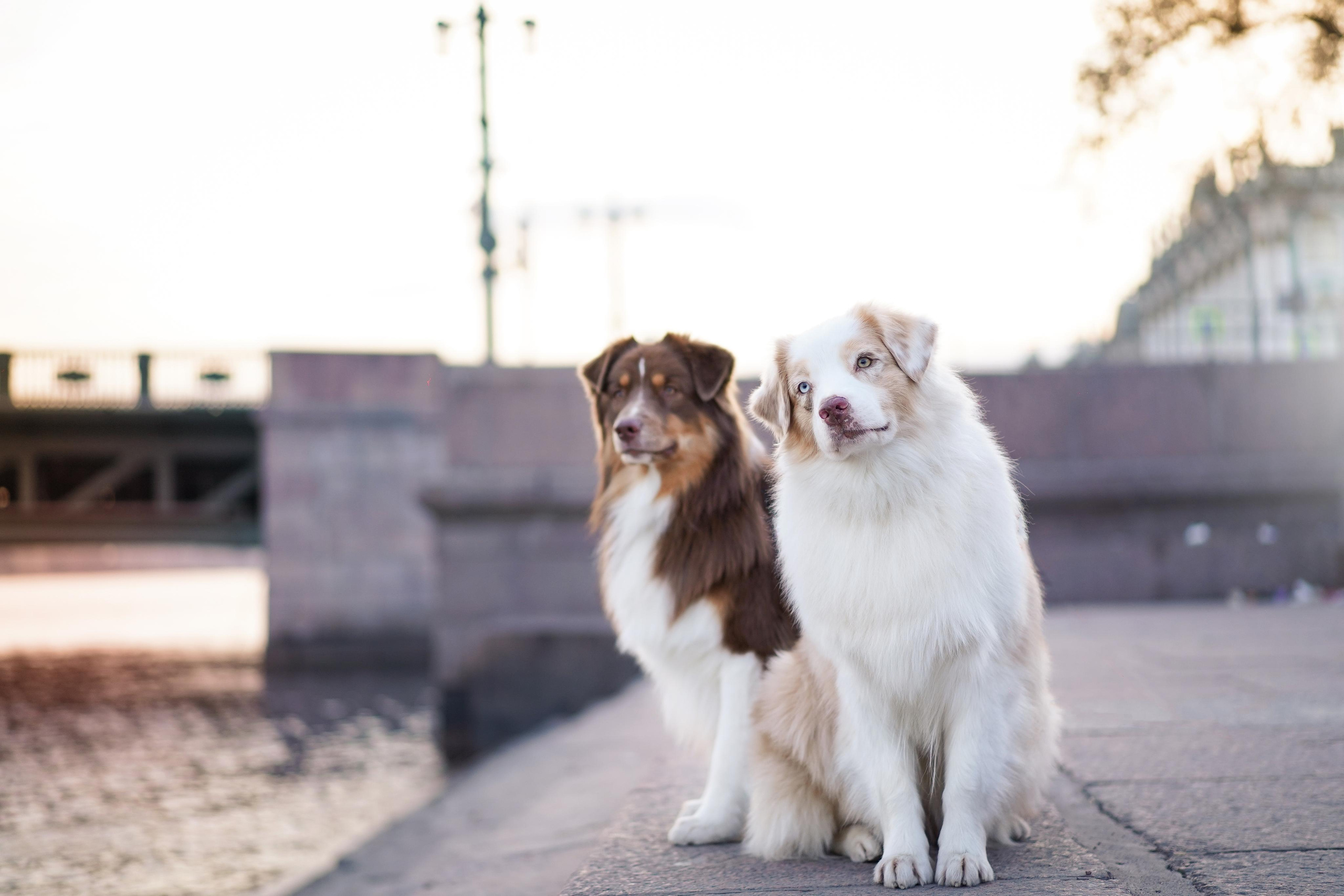 Кристина, Катя и аусси. Фотограф-анималист в Санкт-Петербурге Яна Мартынова