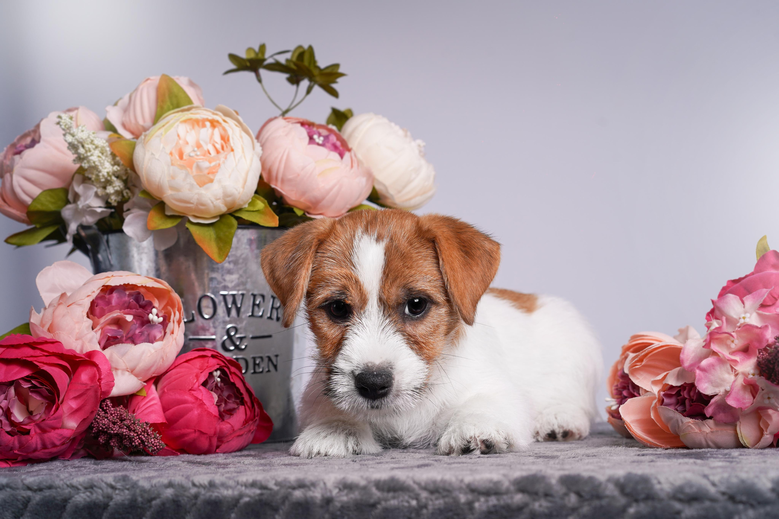 Щенки джек рассел терьера. Фотограф-анималист в Санкт-Петербурге Яна Мартынова