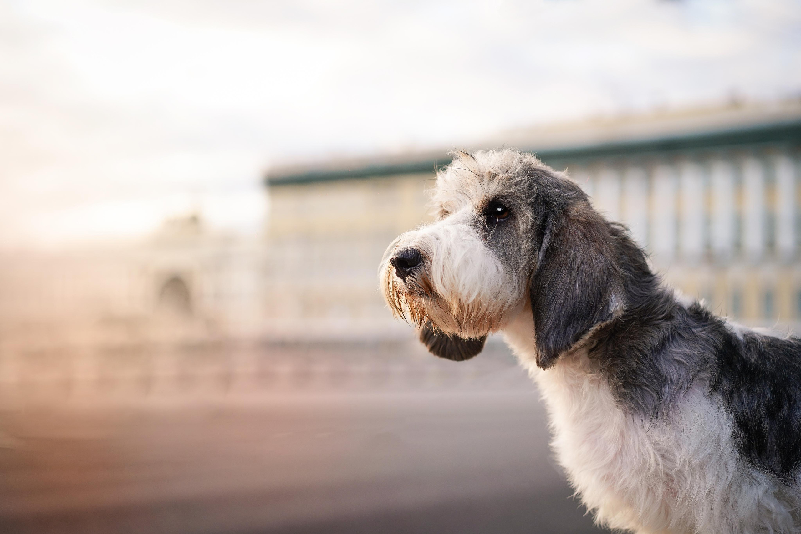 Мона центр. Фотограф-анималист в Санкт-Петербурге Яна Мартынова