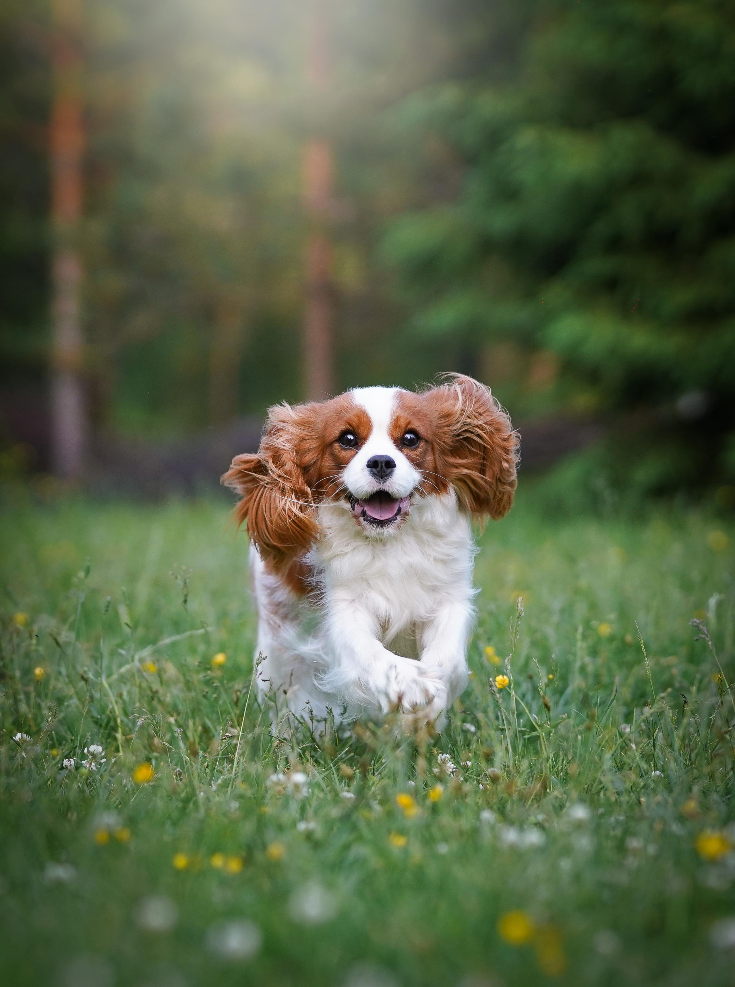 Злата, Луна, Сима и ребята. Фотограф-анималист в Санкт-Петербурге Яна Мартынова