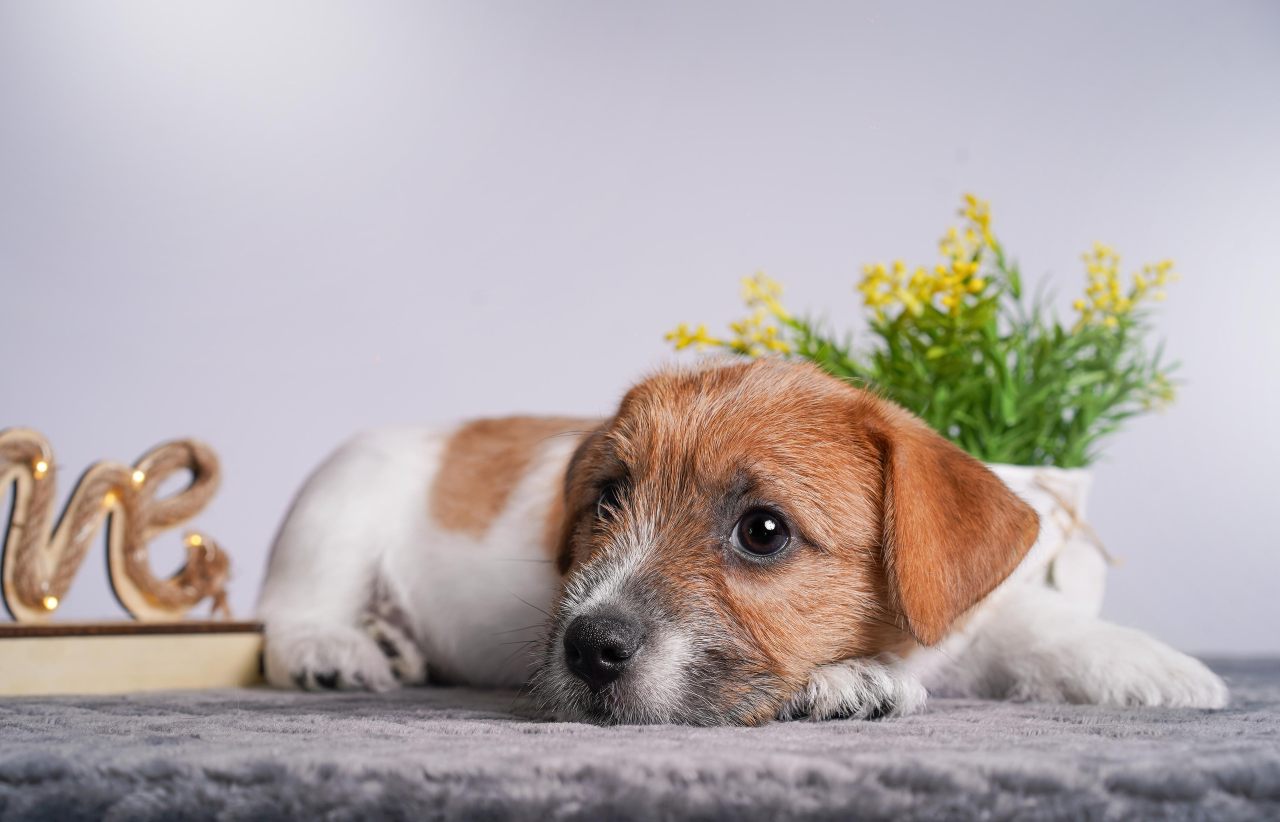 Щенки джек рассел терьера. Фотограф-анималист в Санкт-Петербурге Яна Мартынова